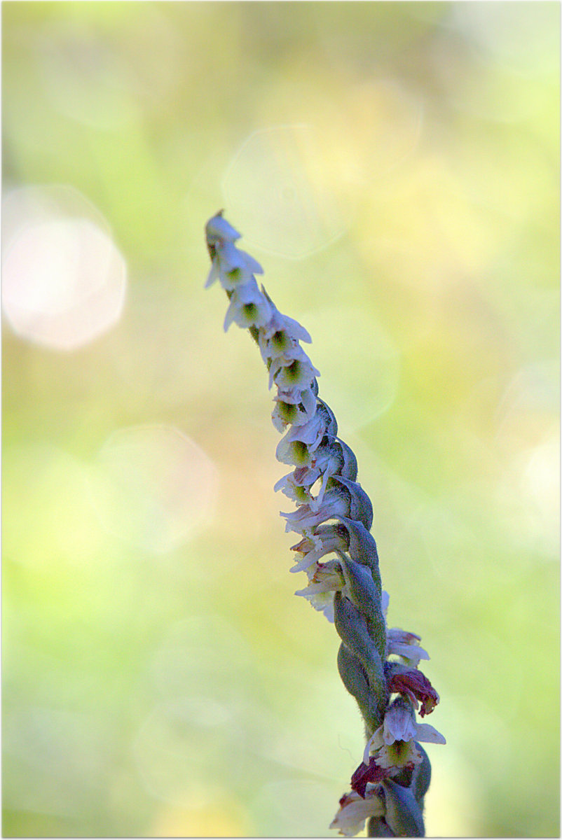 Spiranthes spiralis (l) Chevall, 1827