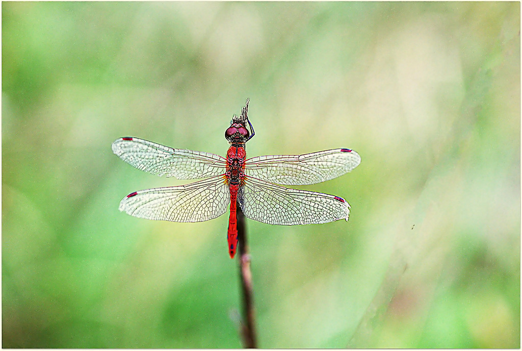 Sympetrum sanguineum Muller, 1764