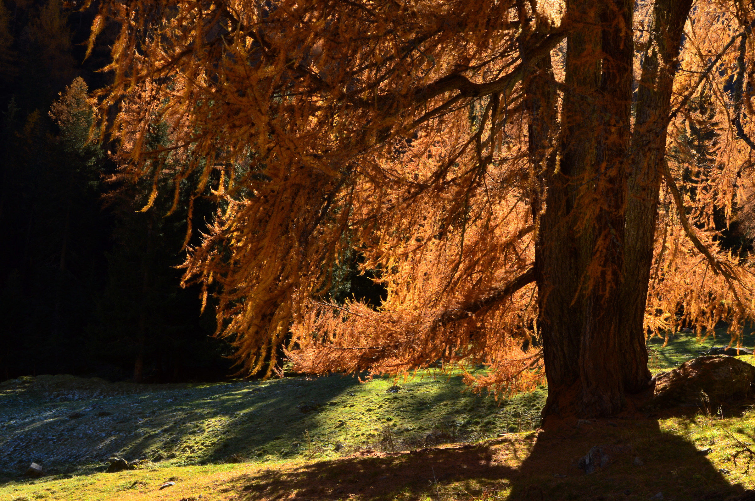 Il maestoso larice quadrigemino.