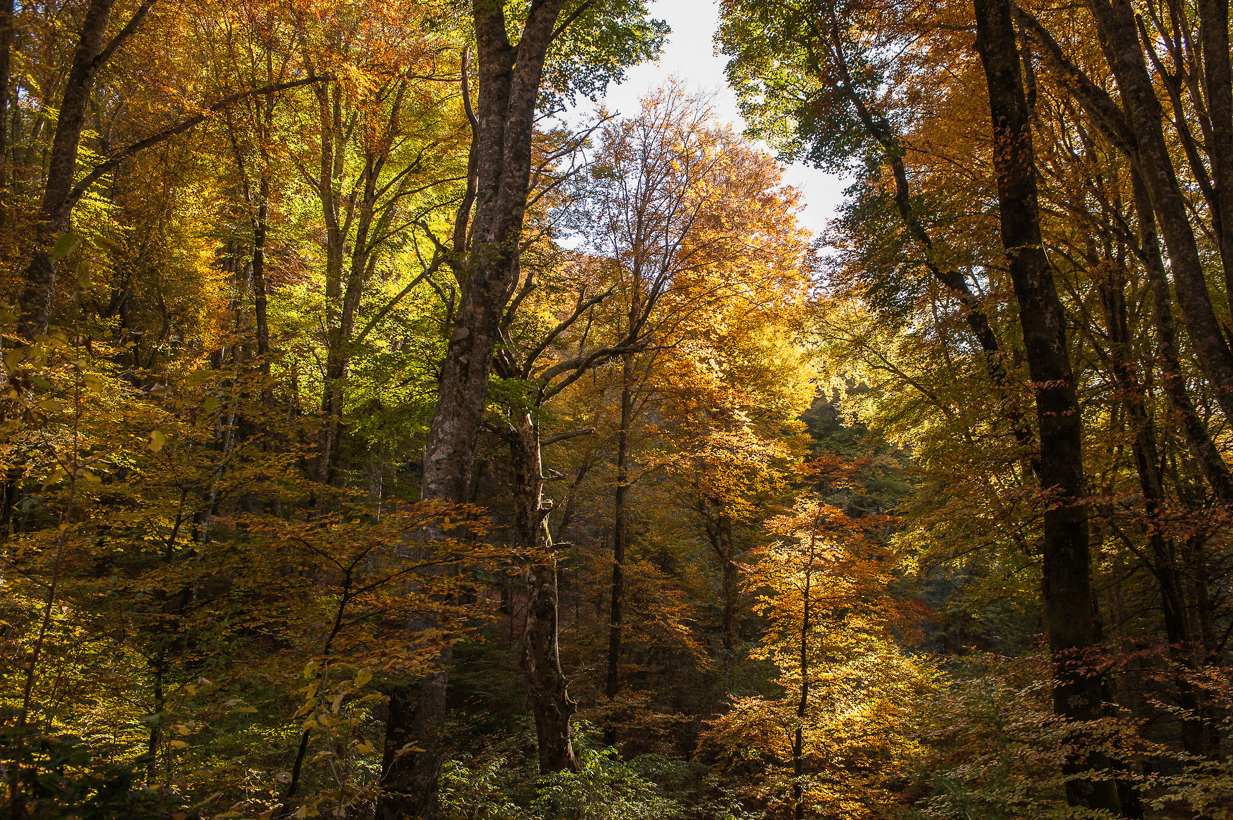 Faggeta Monti Cimini (Vt)-Autunno 2015