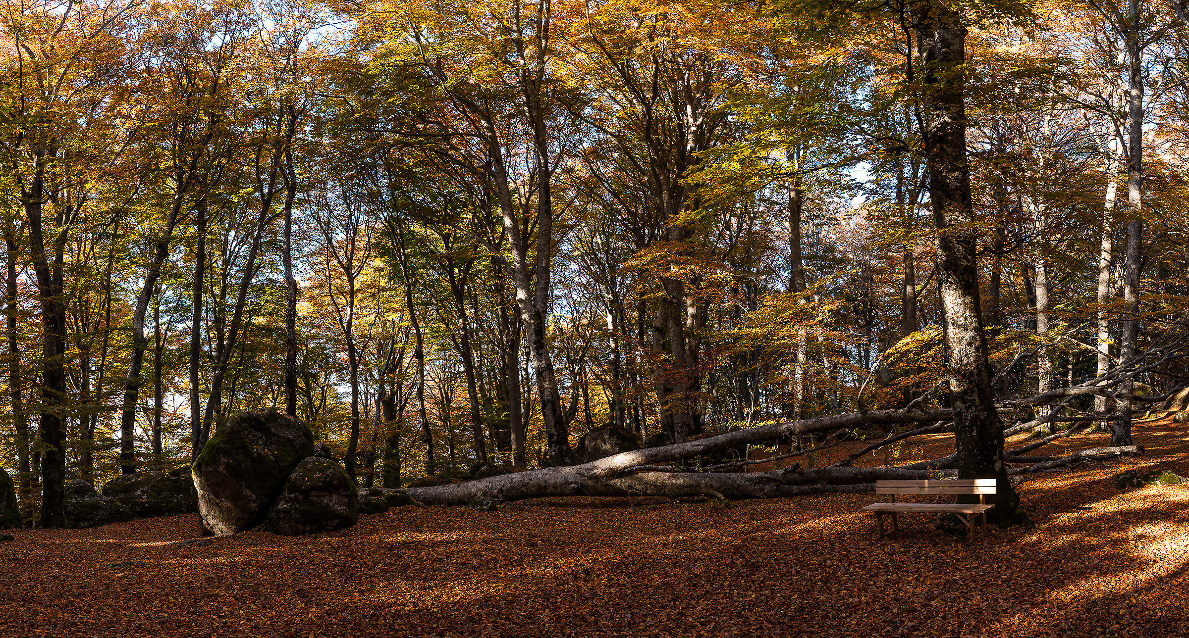 Faggeta Monti Cimini (Vt)-Autunno 2015