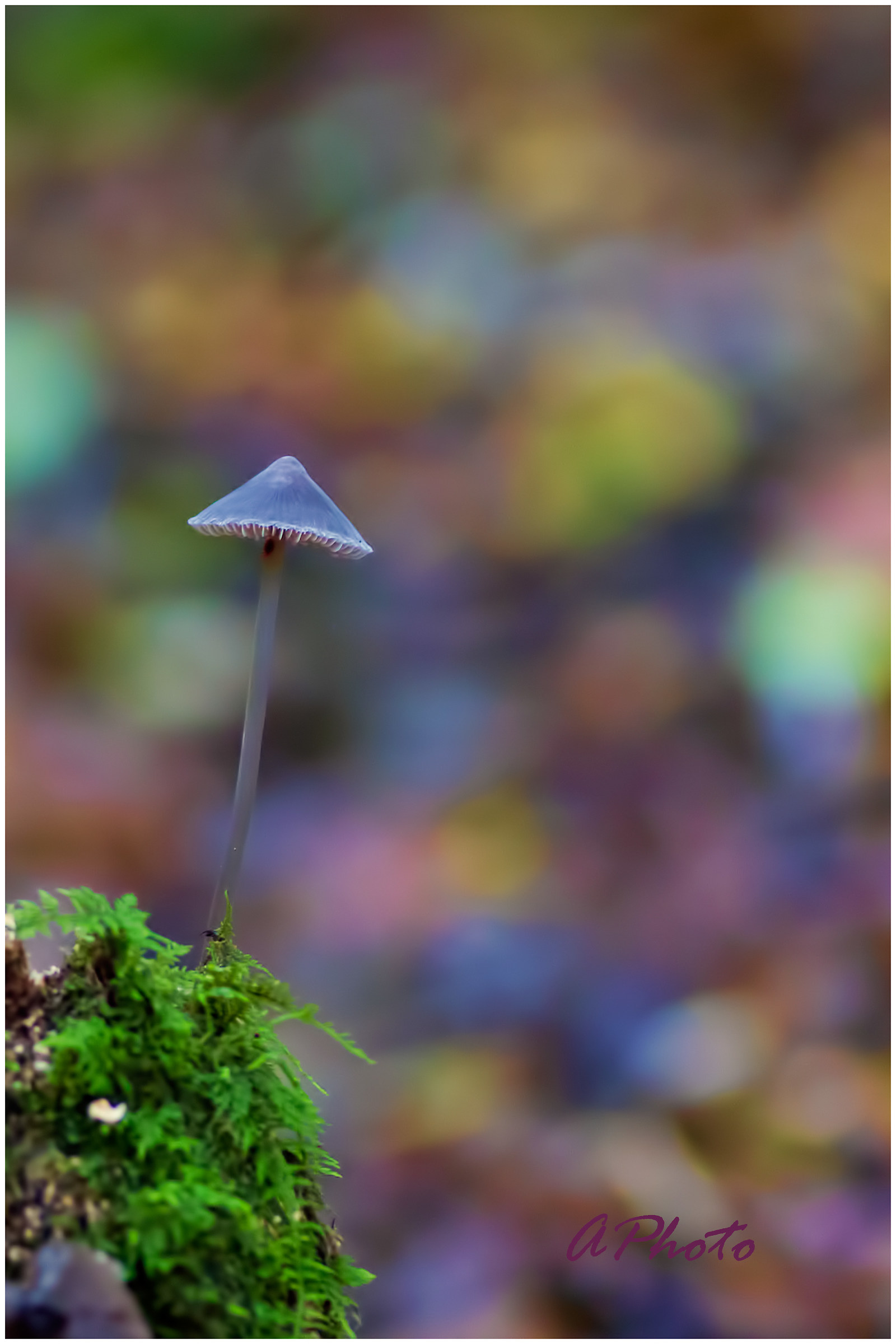 atmosphere in the woods