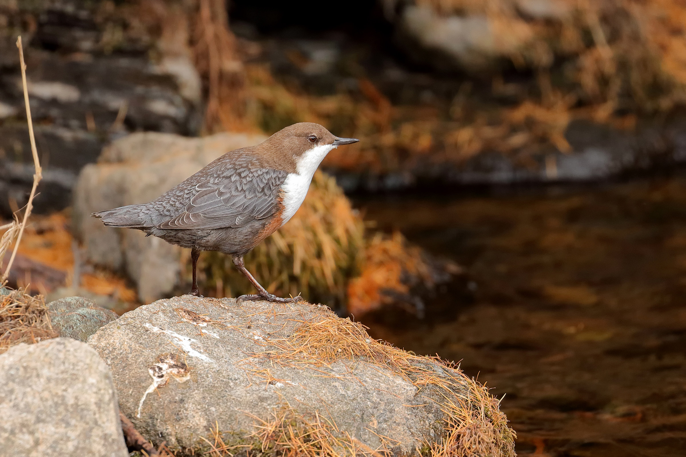 Un Acquaiolo in autunno...