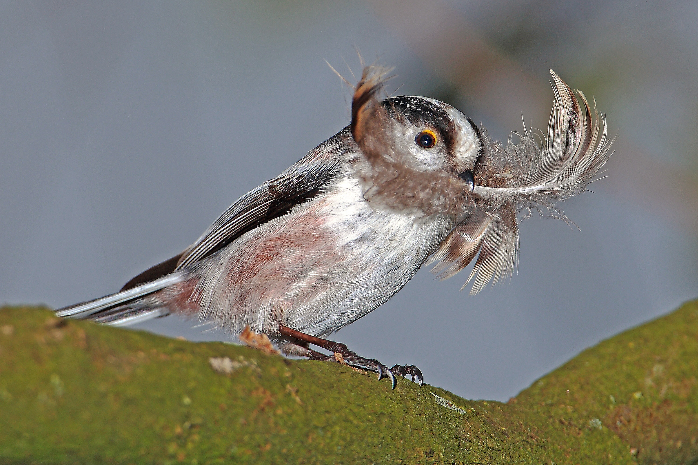 codibugnolo in preparations for the nest