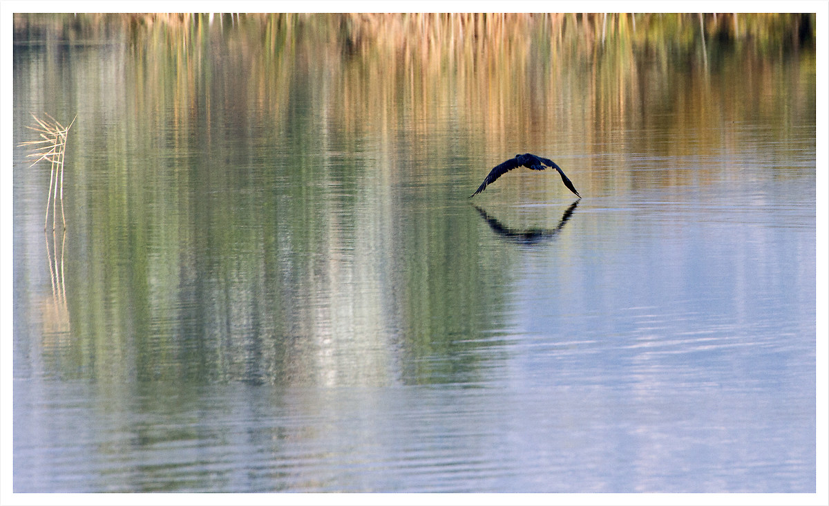 reflected in the blades