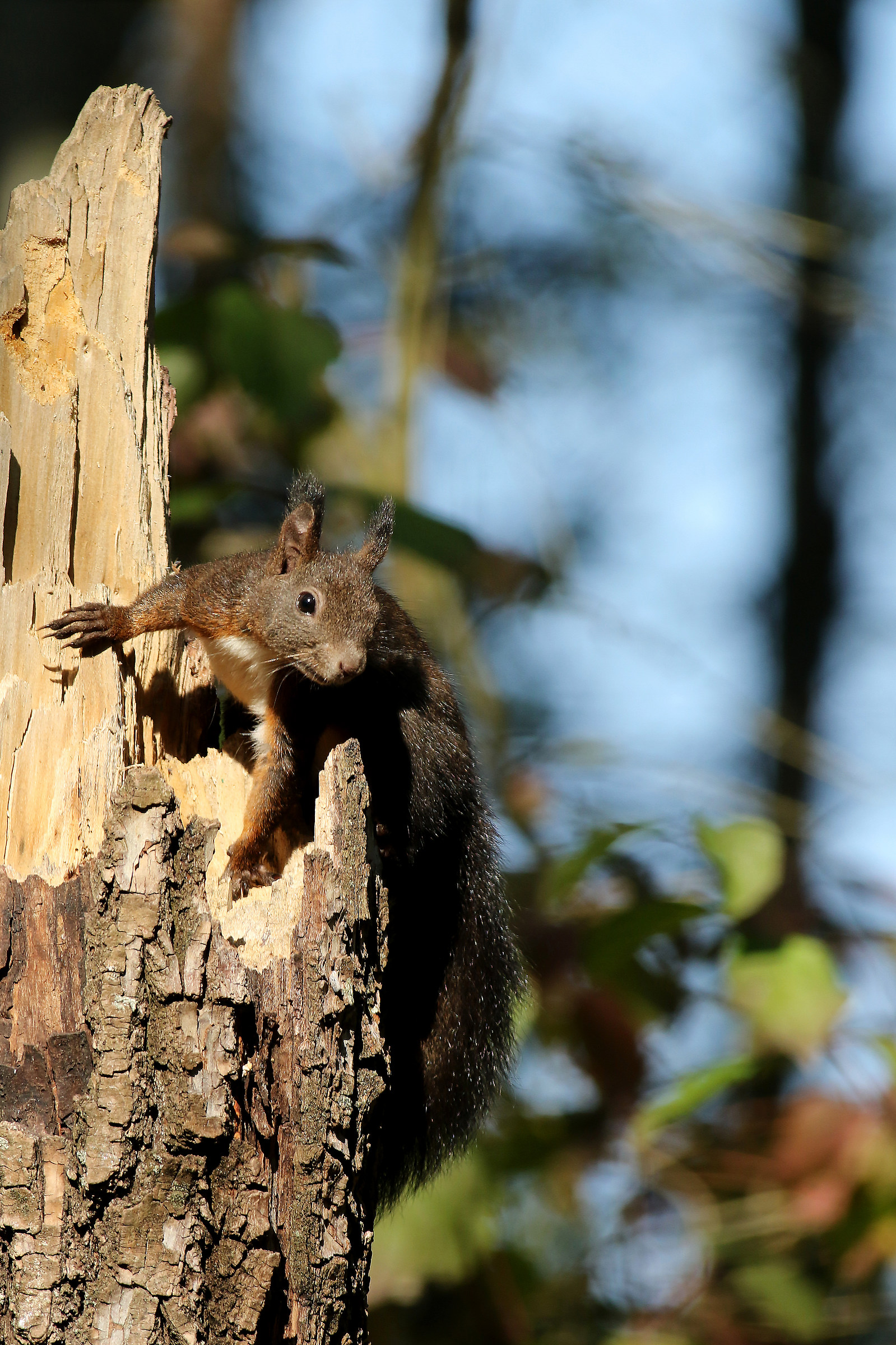 squirrel looking for food