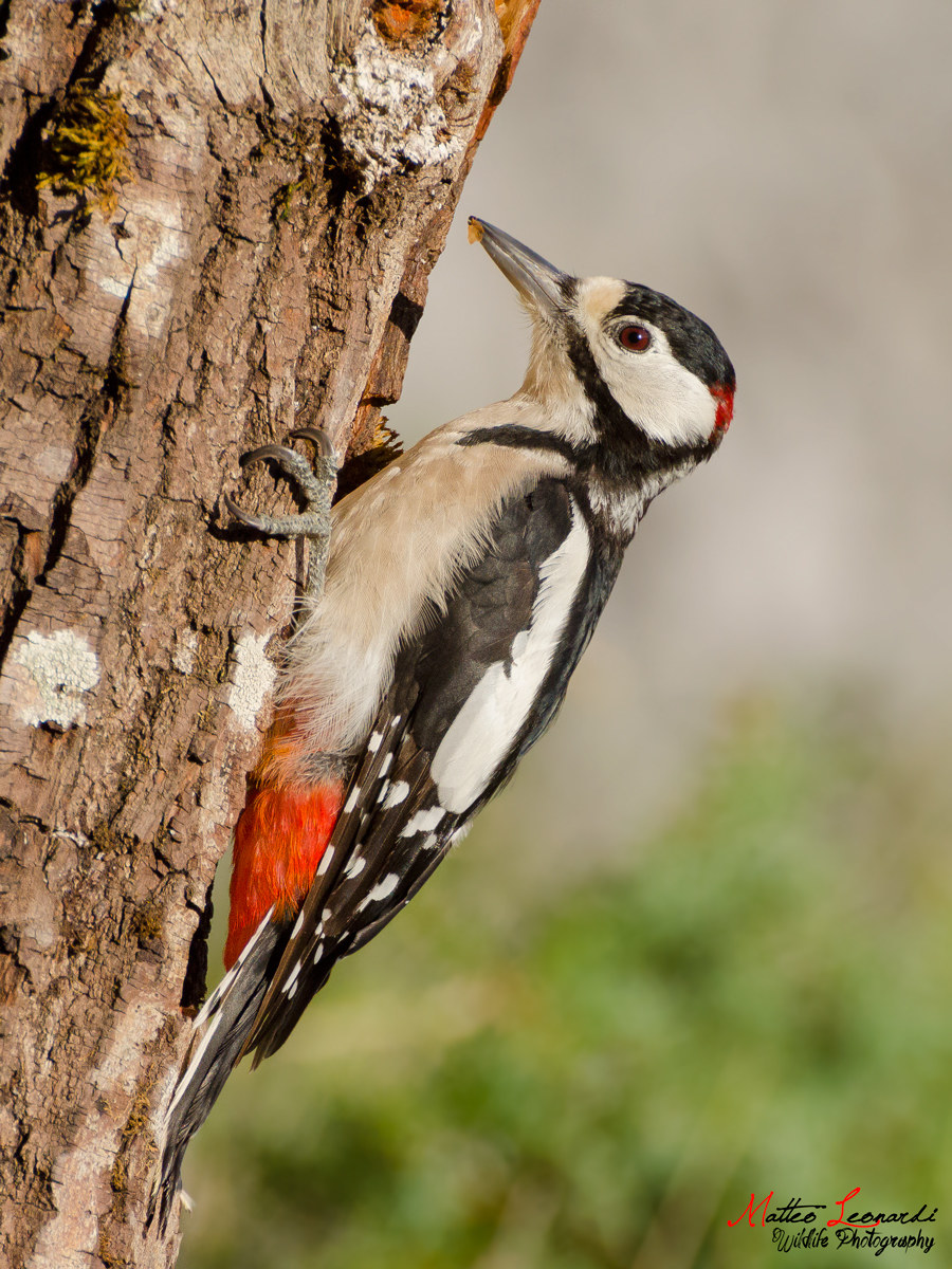 Picchio Rosso Maggiore - Alpi Apuane