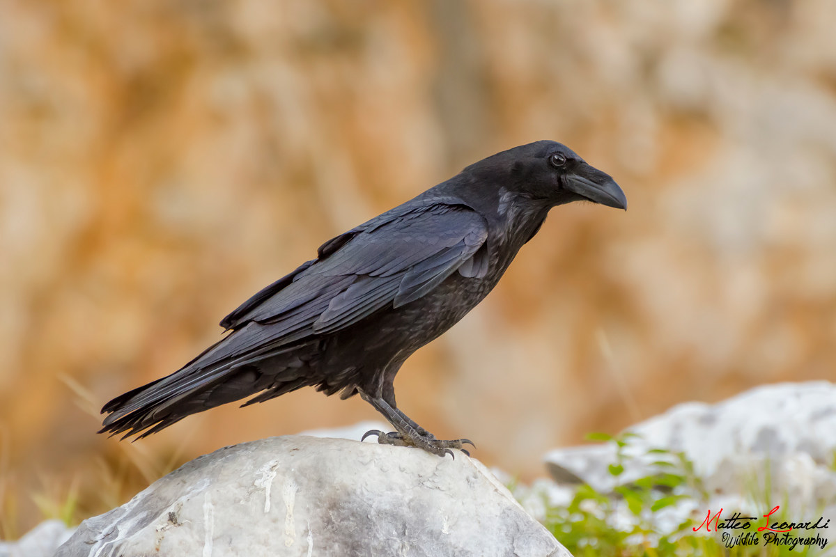 Corvo Imperiale - Alpi Apuane