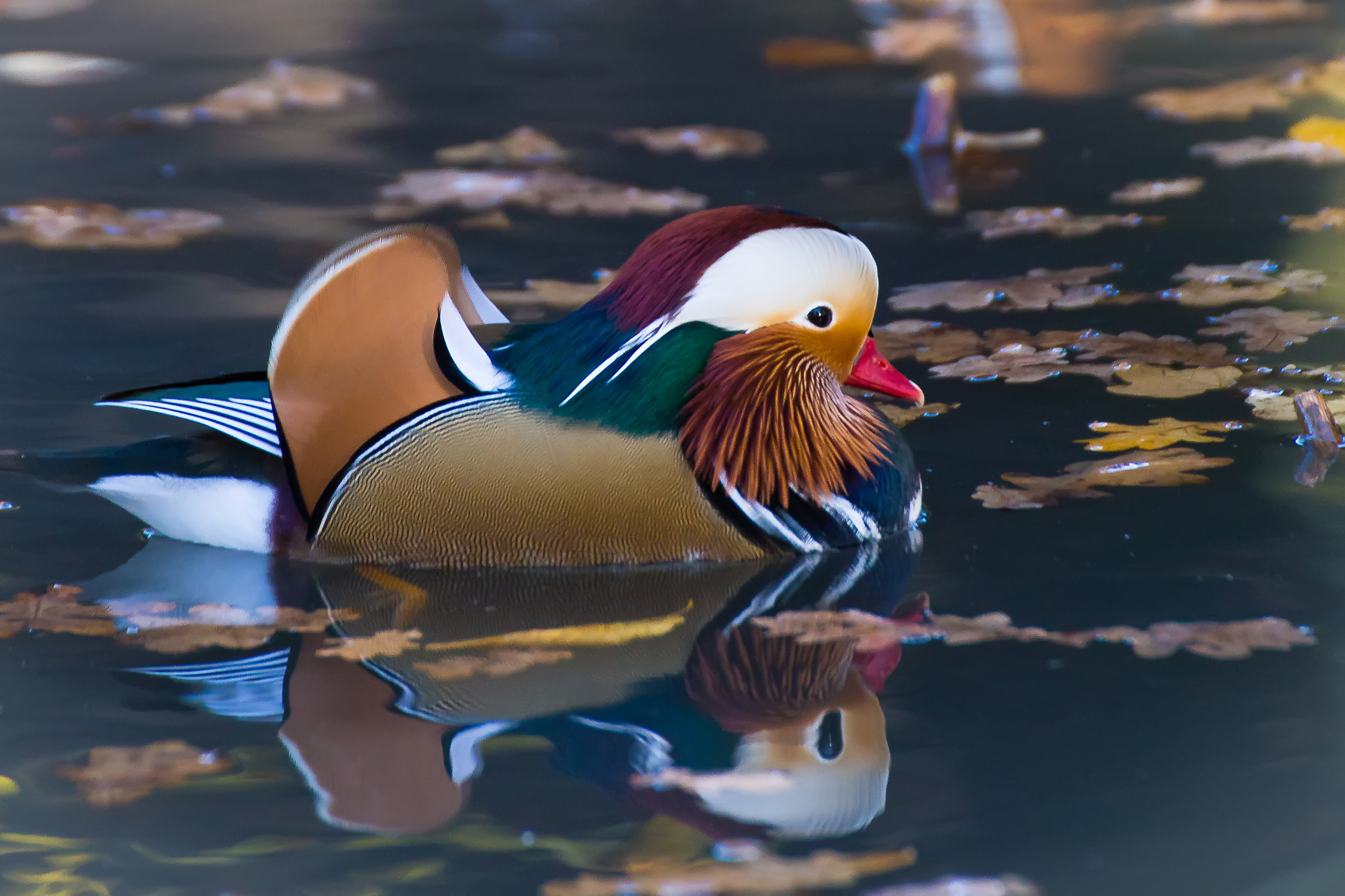 Mandarin Duck