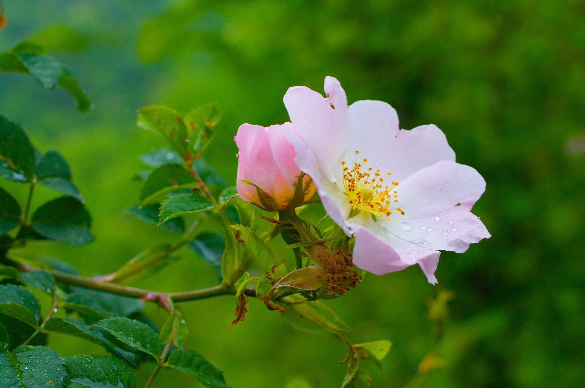 Rosa canina