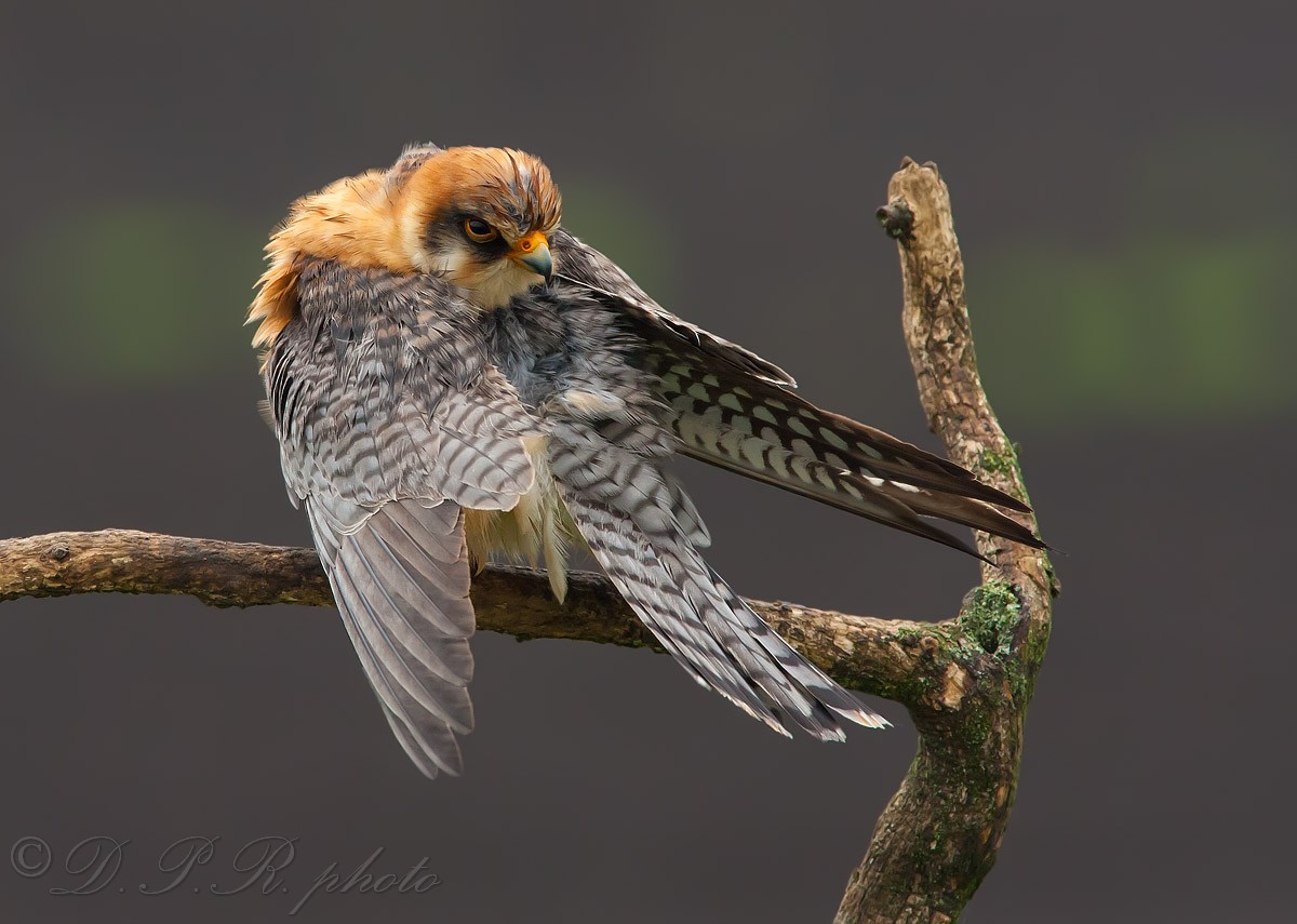 Falco cuculo femmina