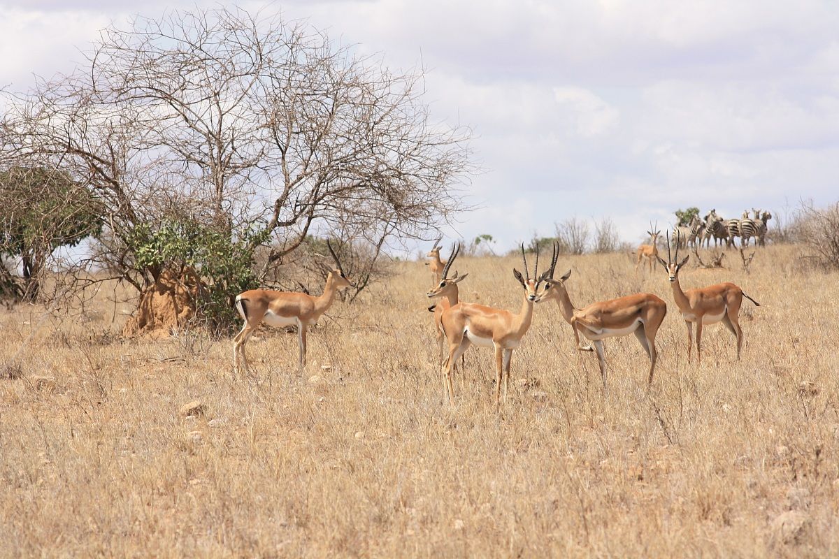 tsavo east