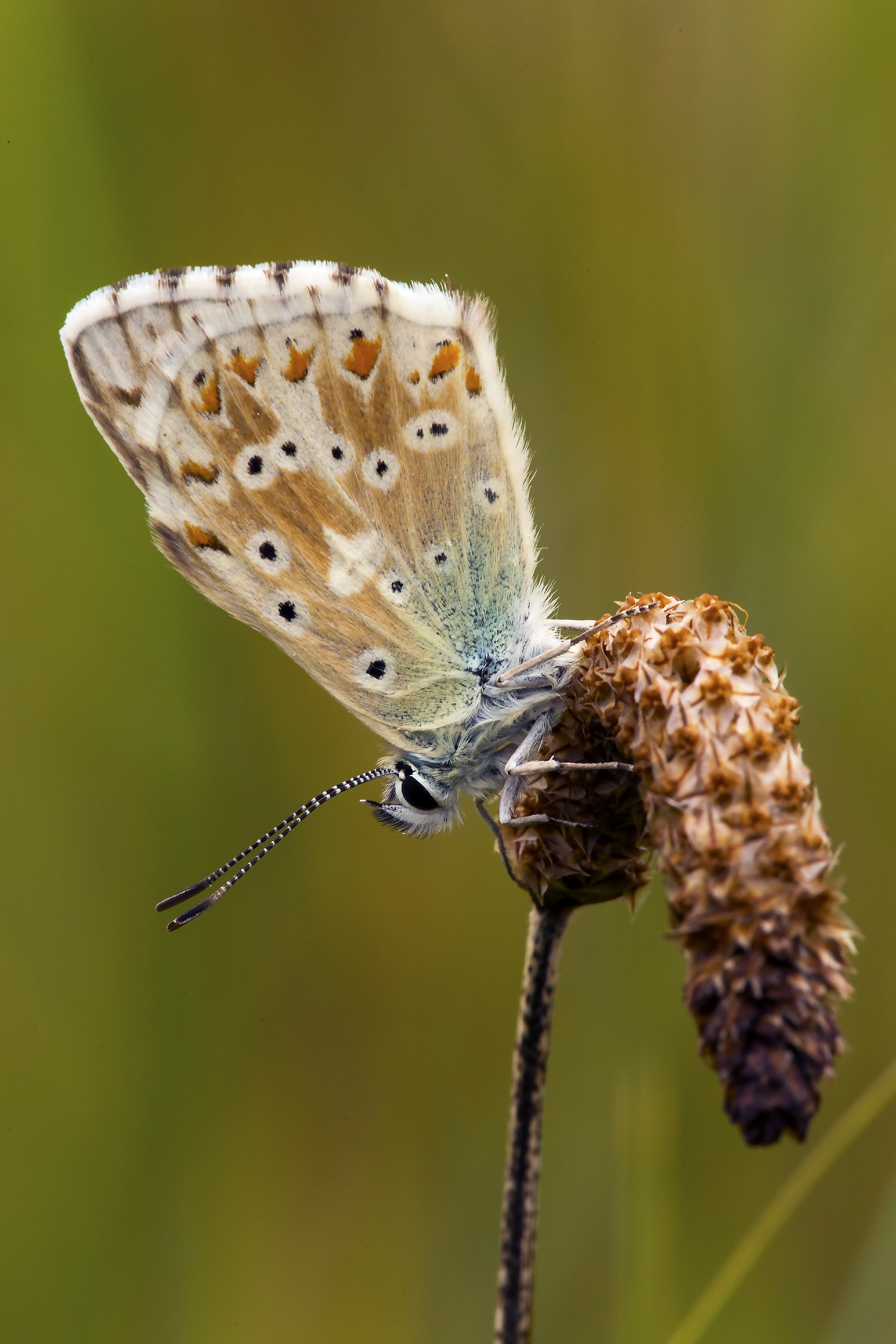 Polyommatus icarus