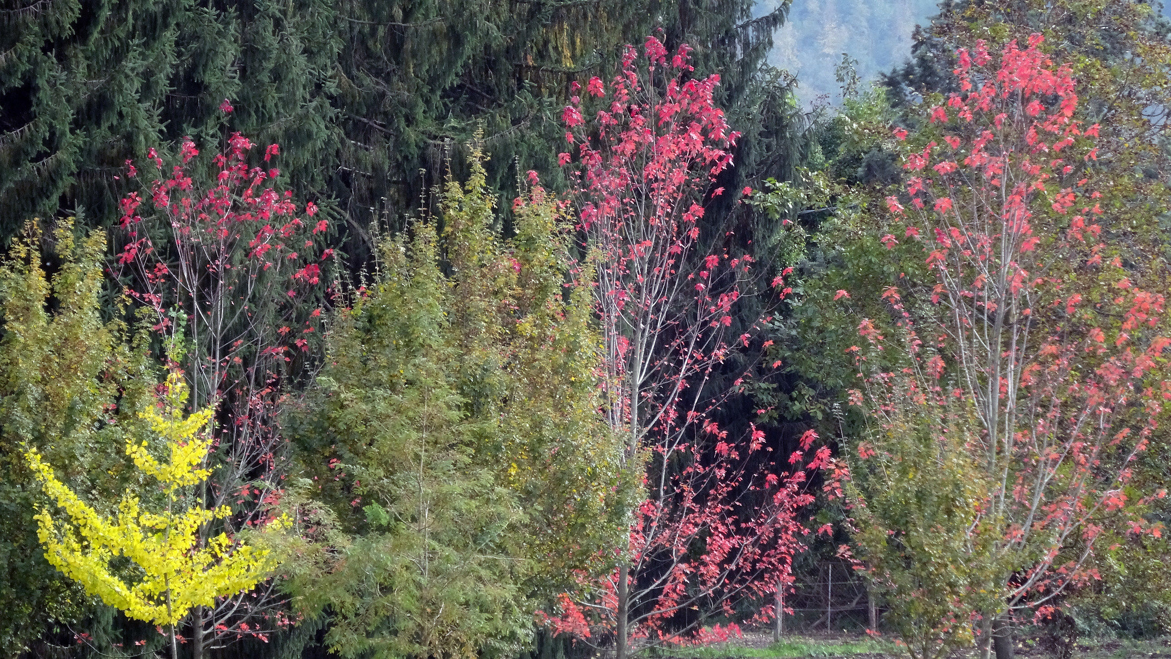 Fall to the lawns of Vivaro