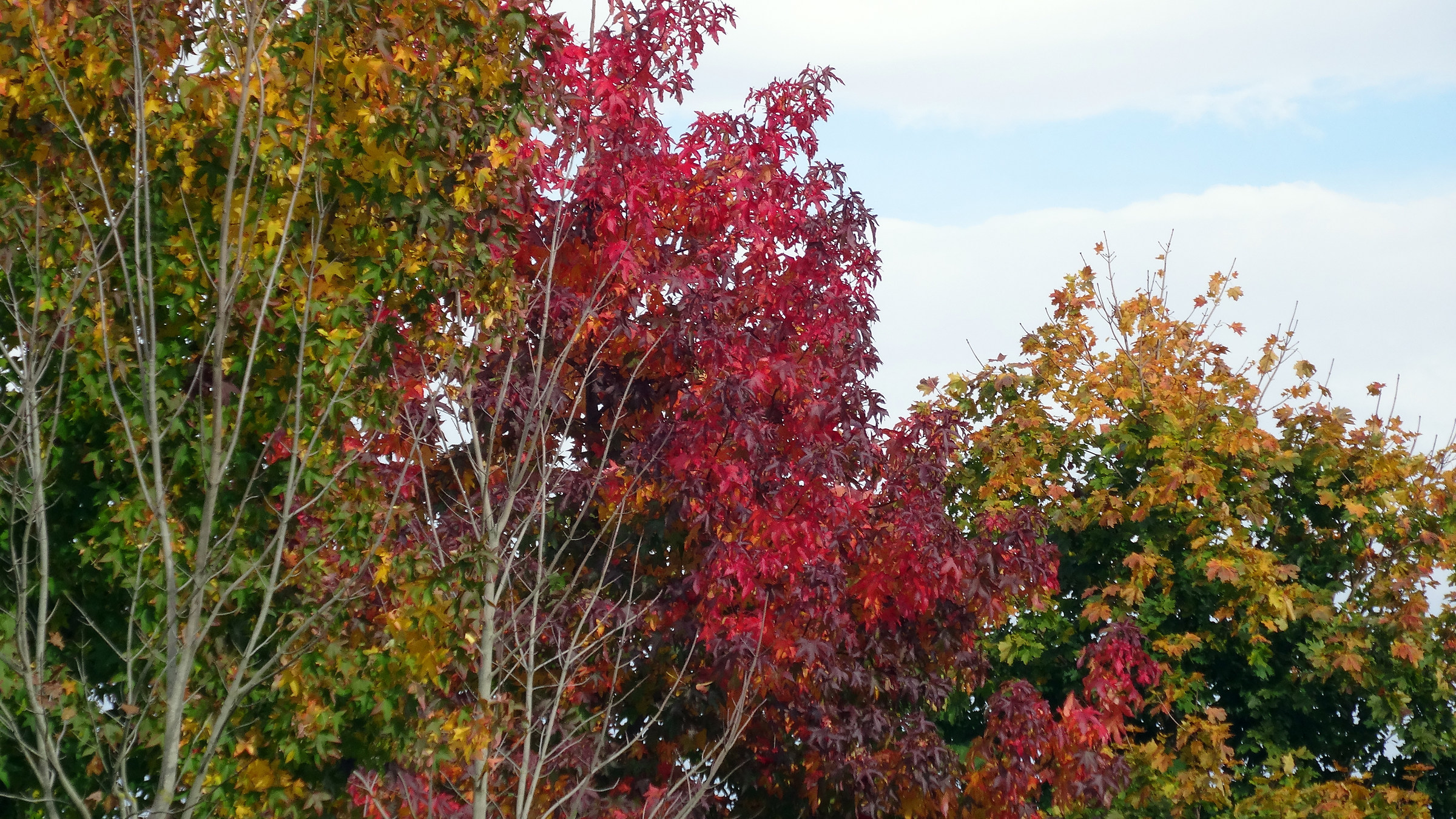 Fall to the lawns of Vivaro