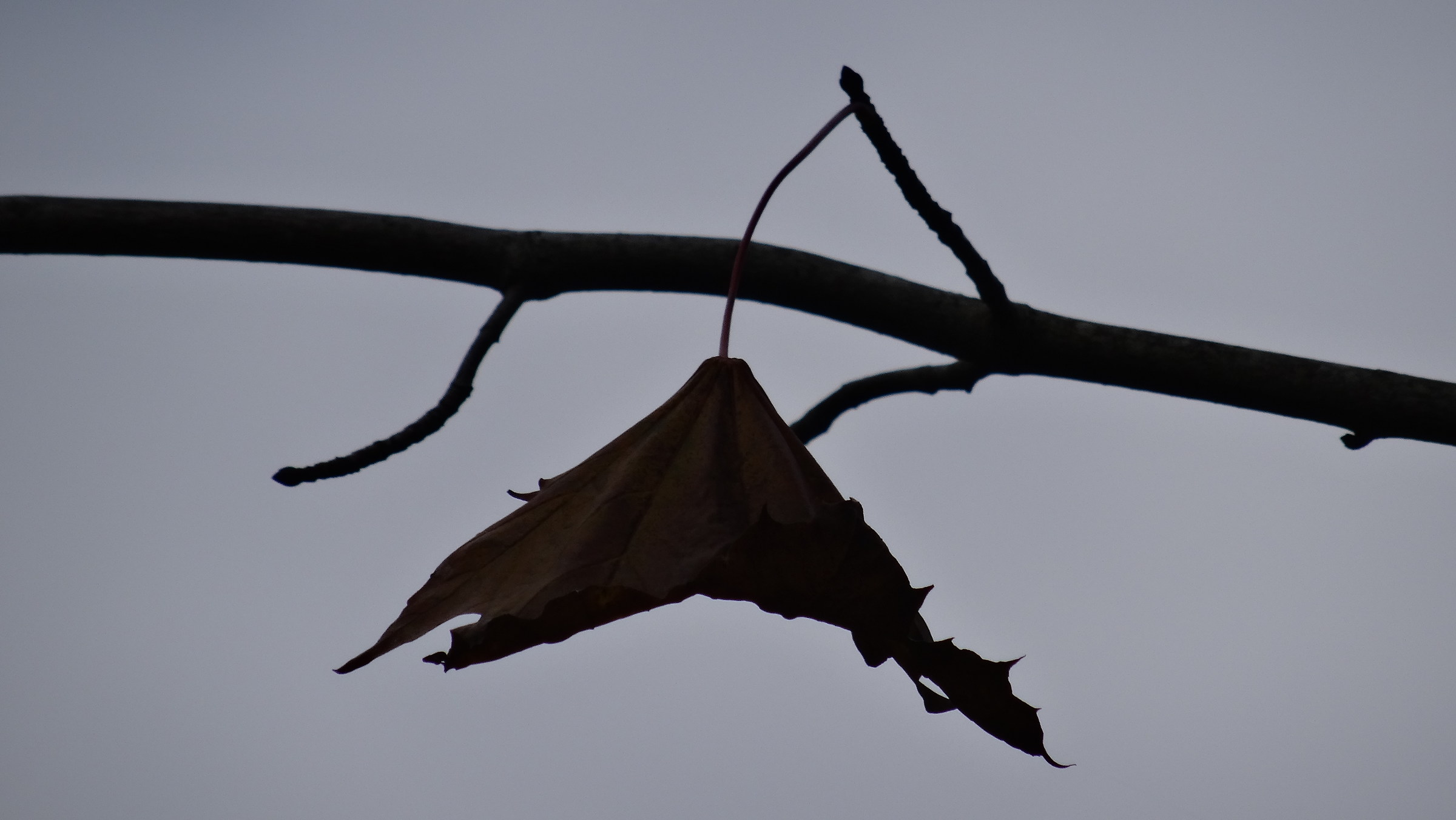 The last leaf