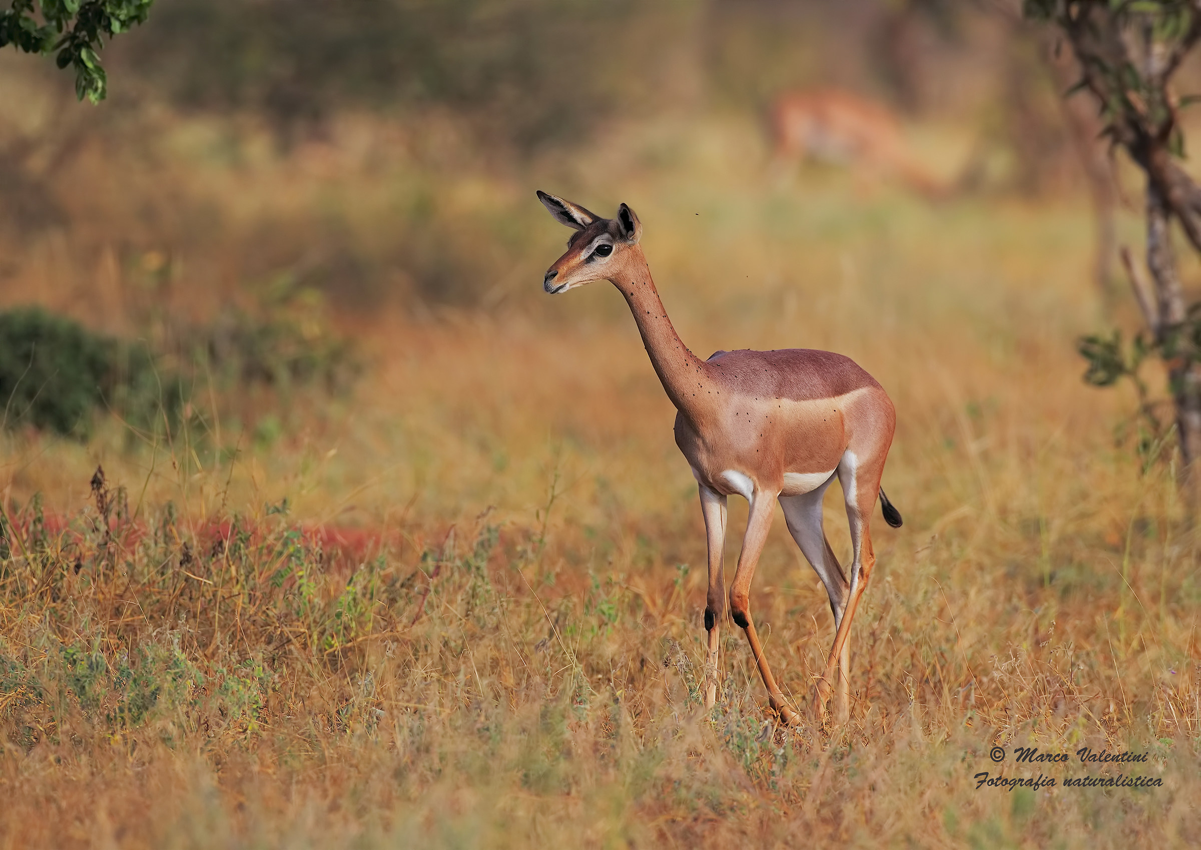 L'eleganza del gerenuk