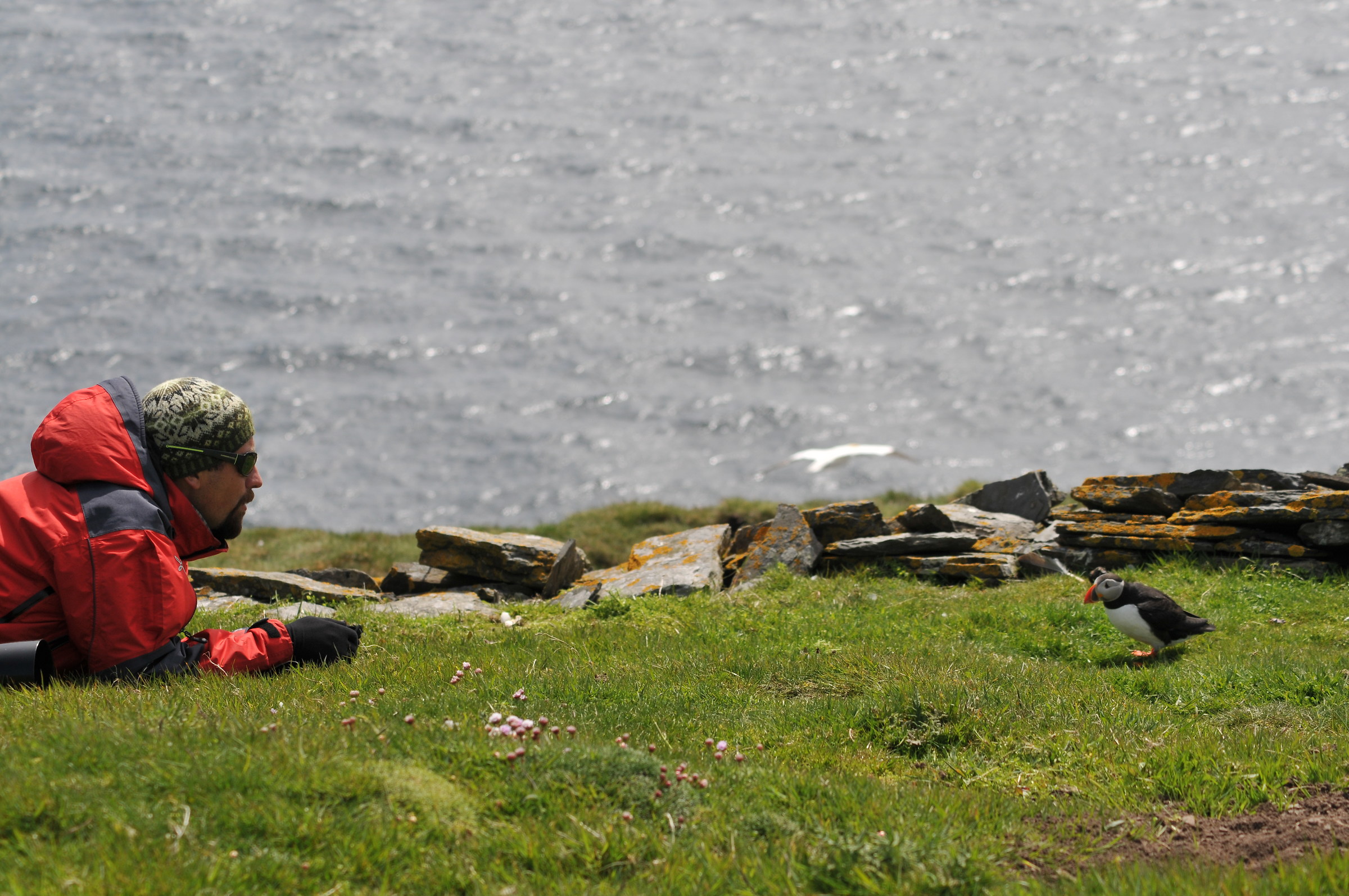 Pulcinella di mare - Isole Shetland