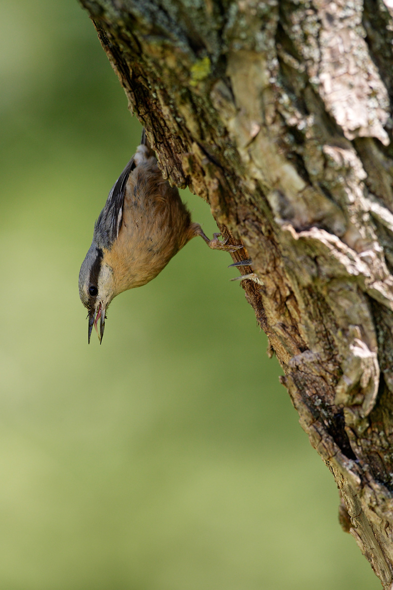 nuthatch