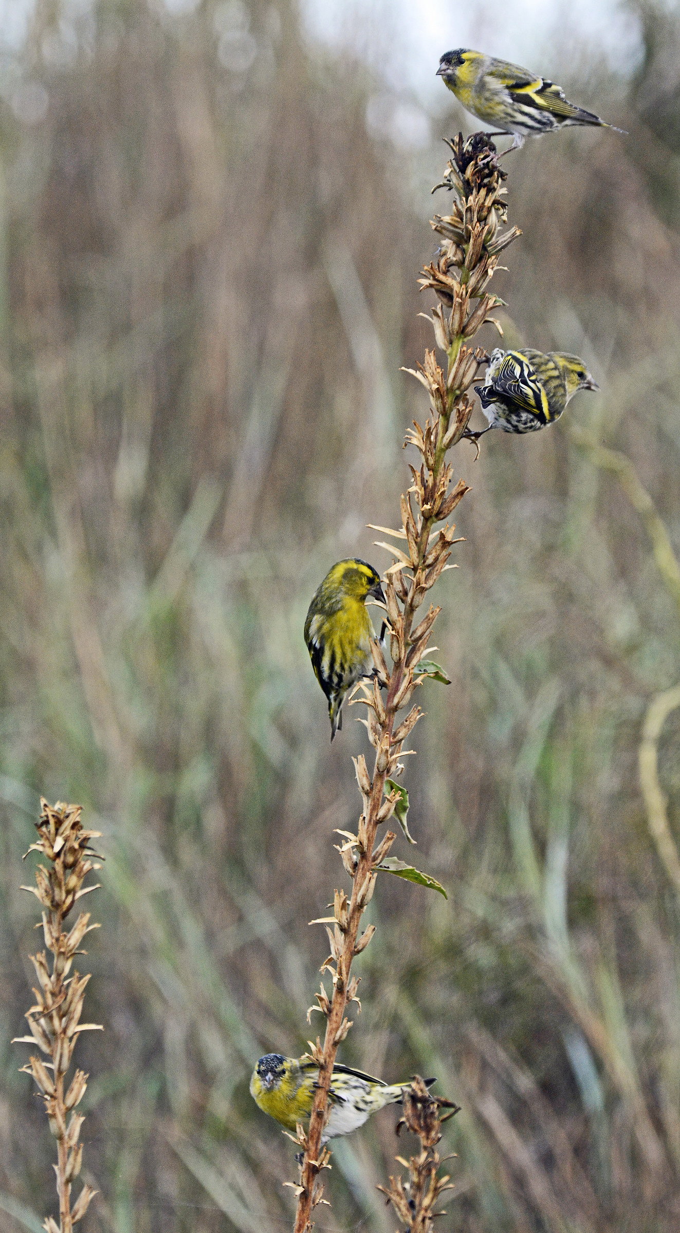 Siskins