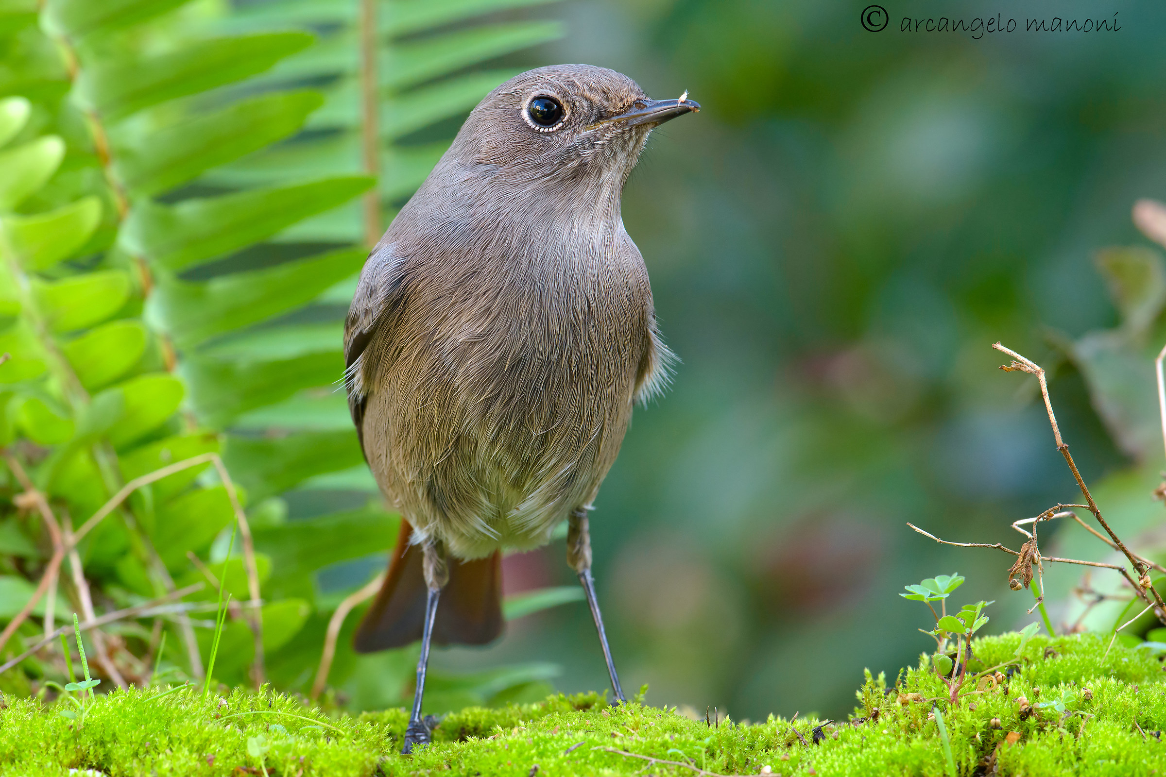 The first of the season redstart