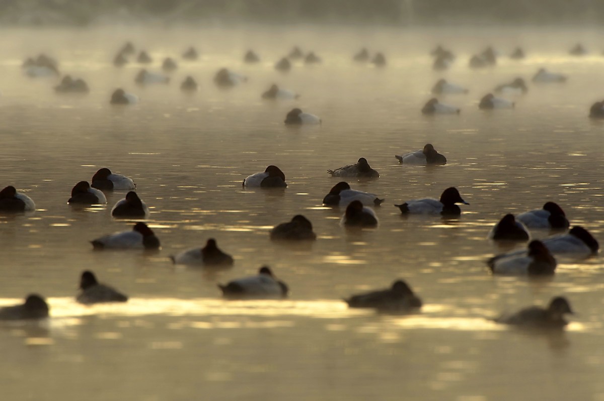Misty river, moriglioni a riposo