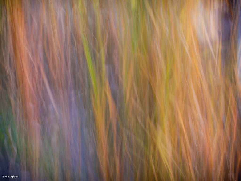 Frasche mosse dal vento in autunno