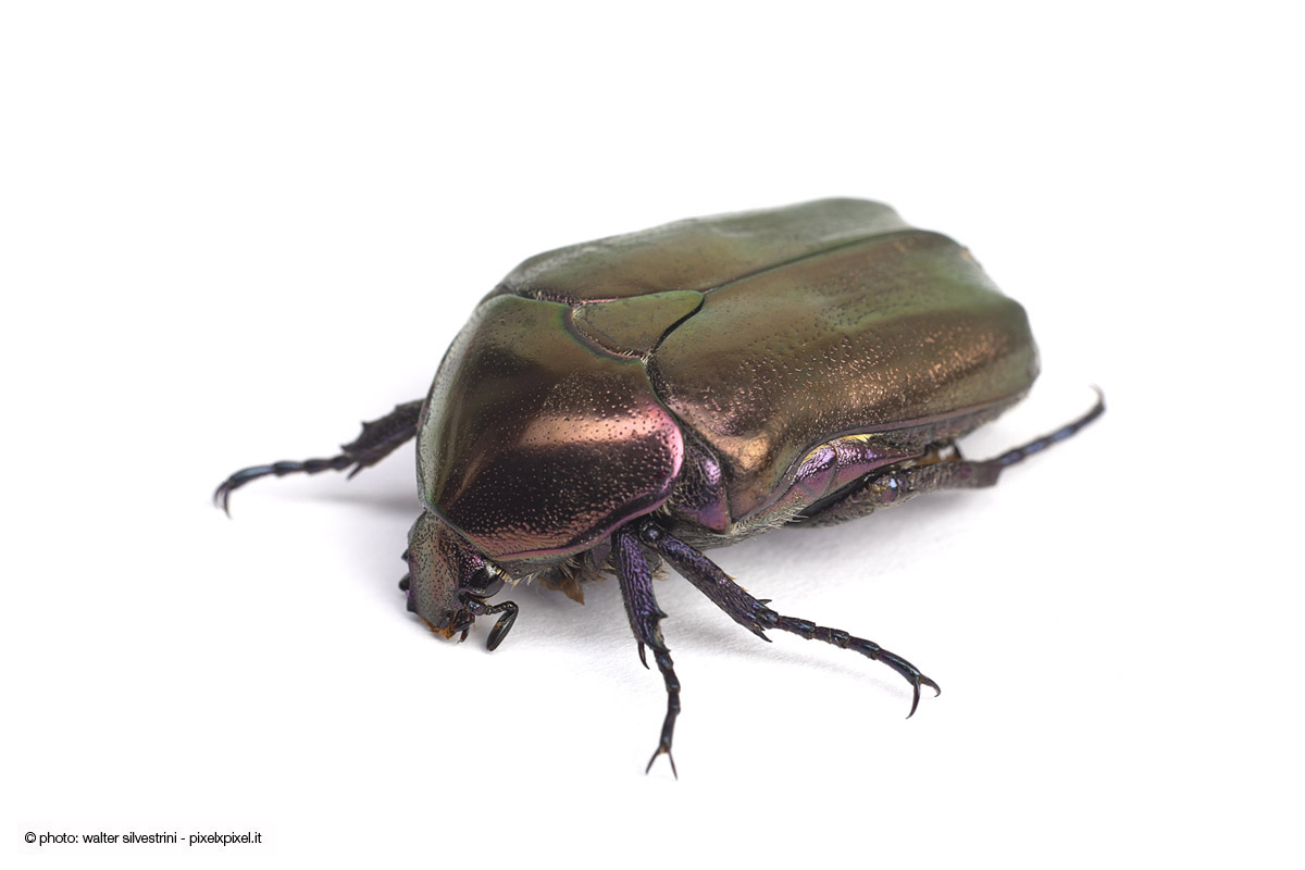 [NO_ID] beetle