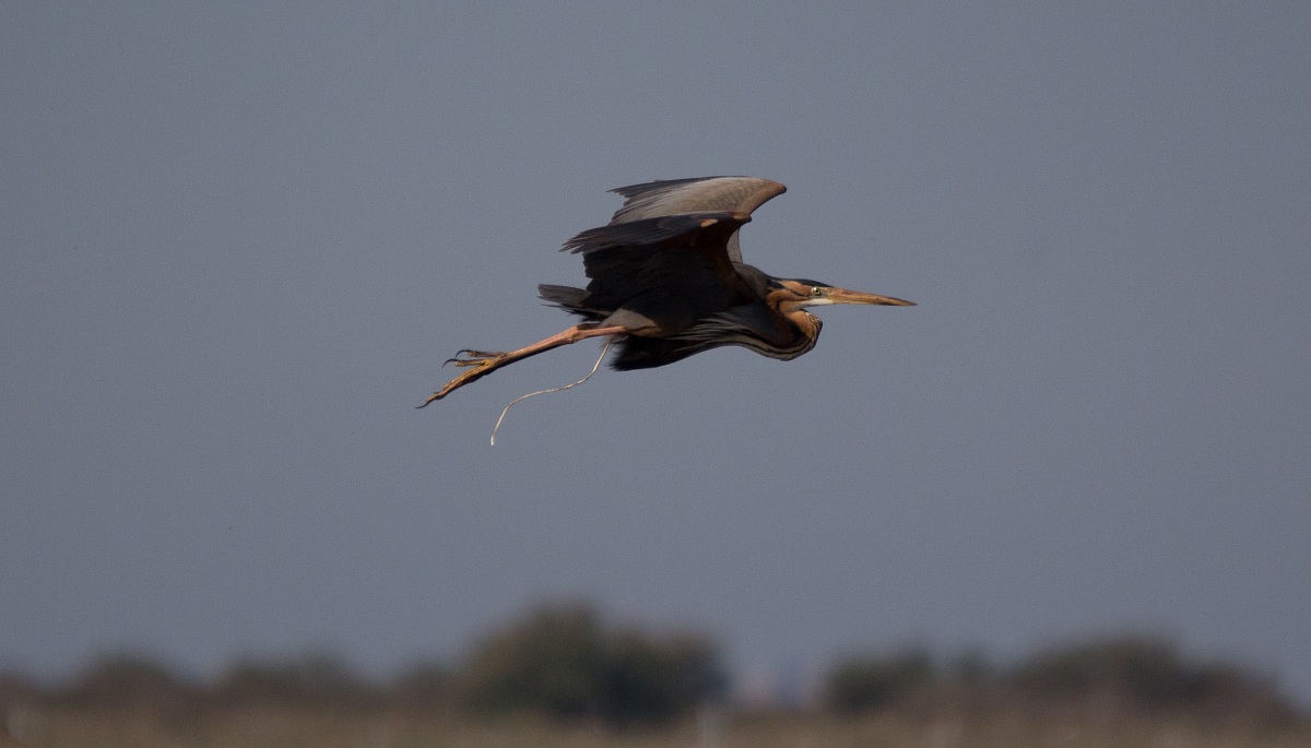 Cenerino rosso fa i suoi bisogni in volo