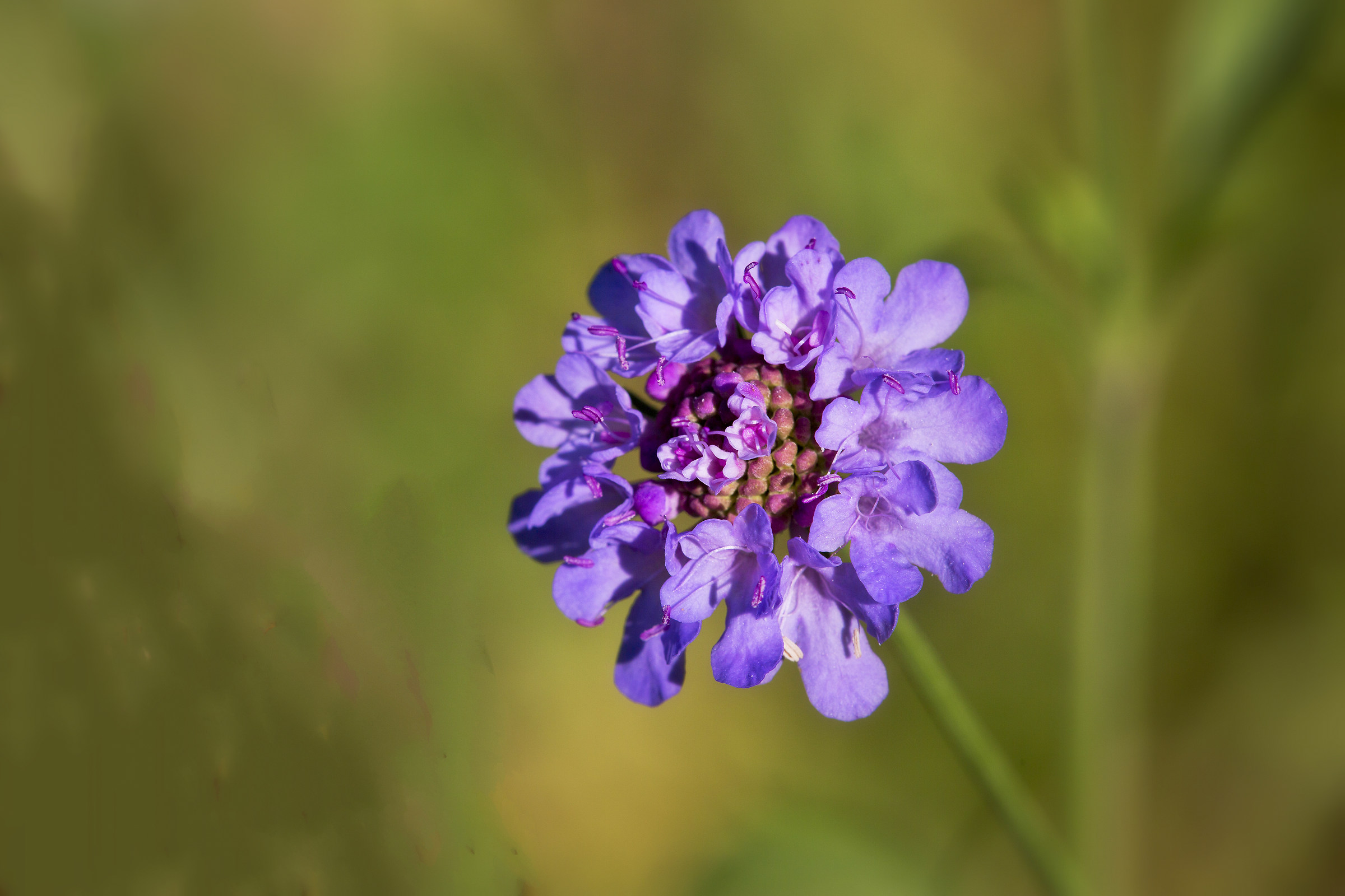 Scabiosa sp.