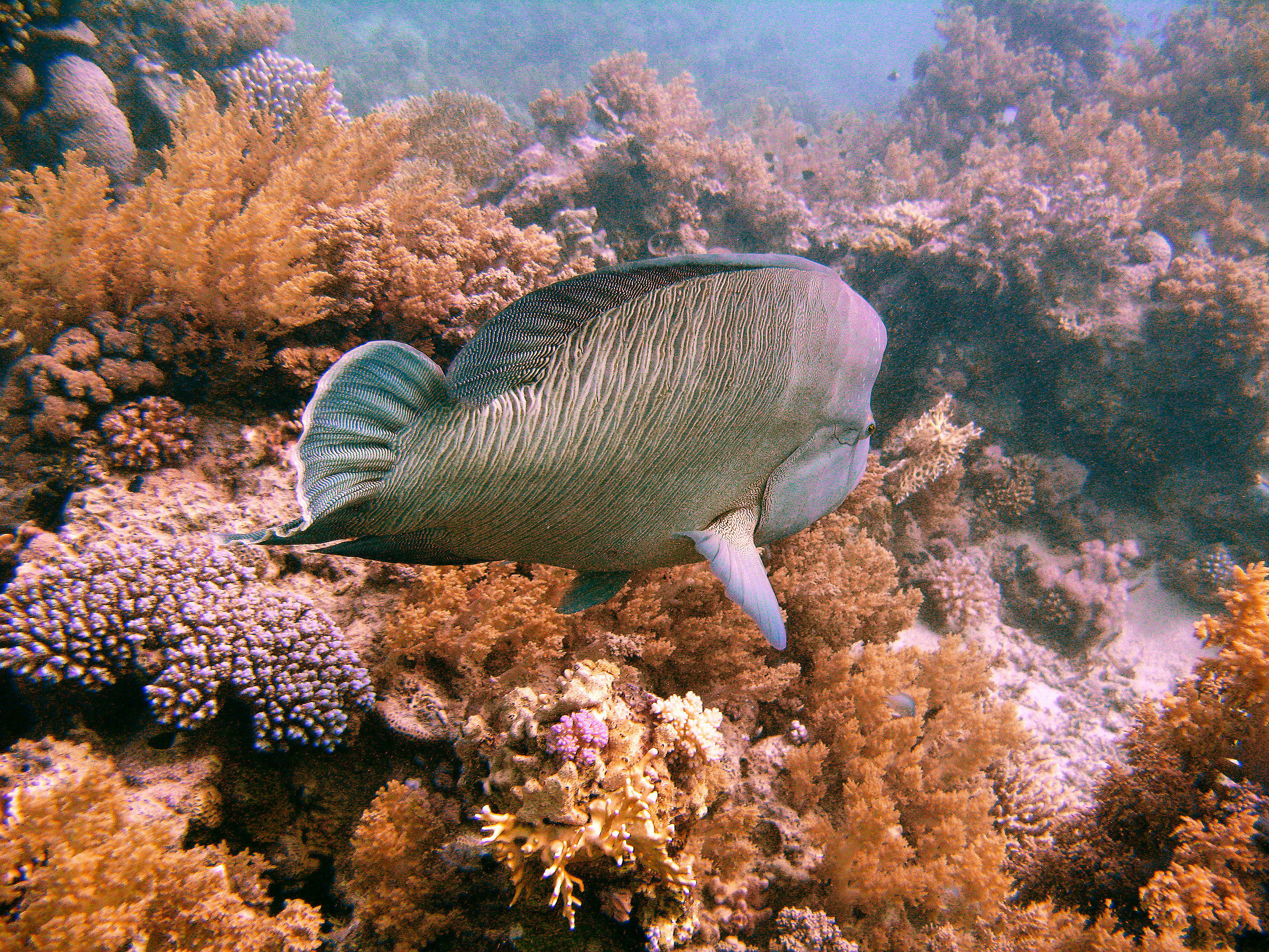 Pesce Napoleone (2)