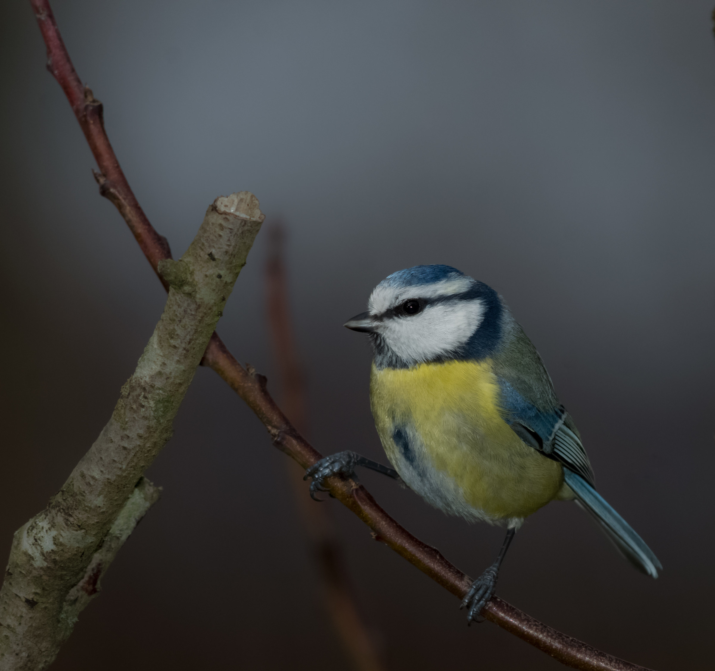 Blue tit