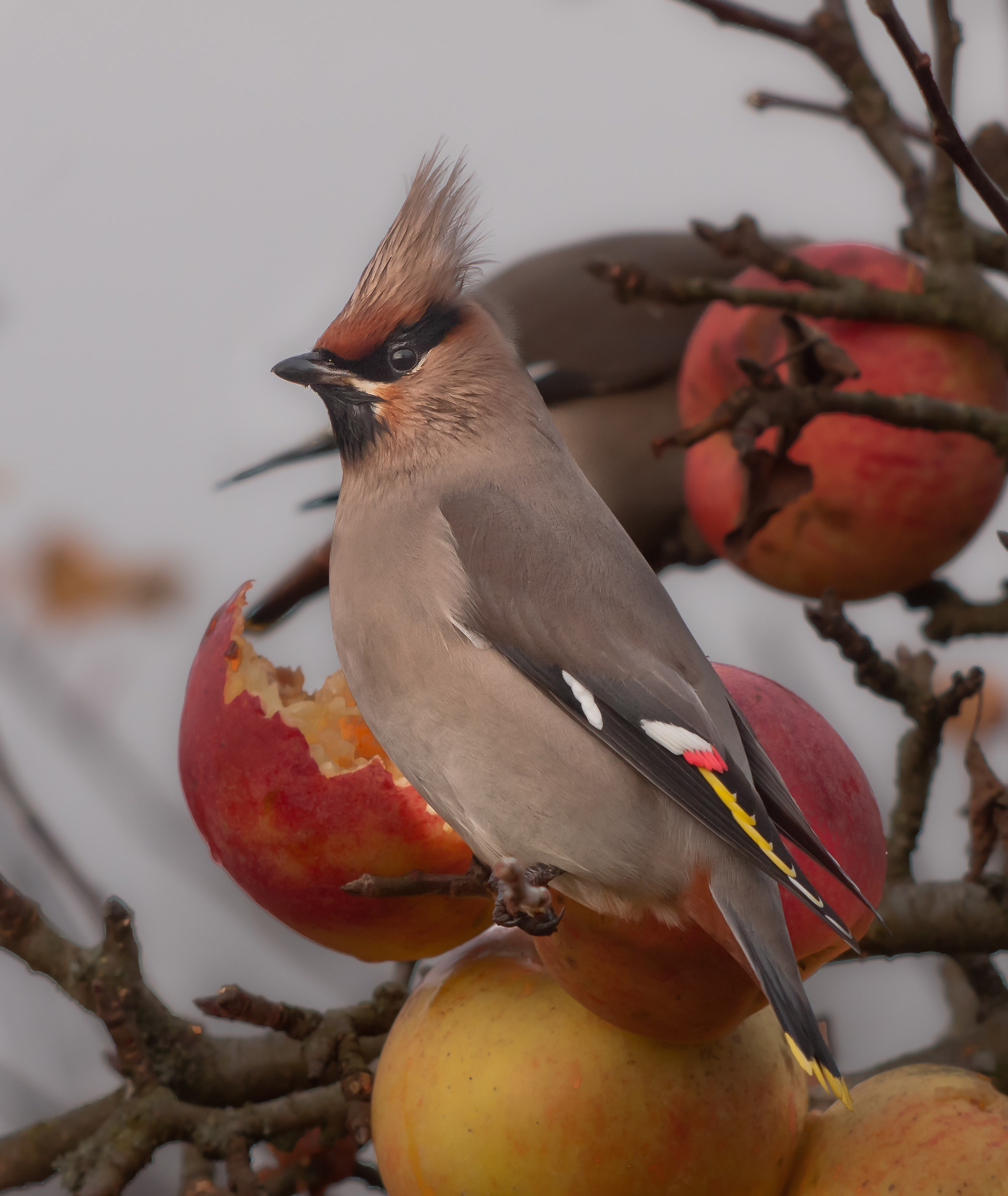 Waxwing