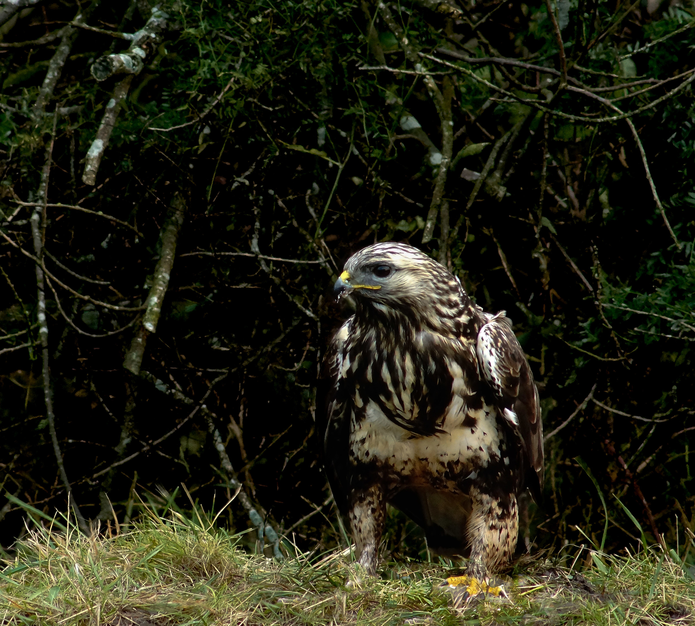 Rough-legged buzzard