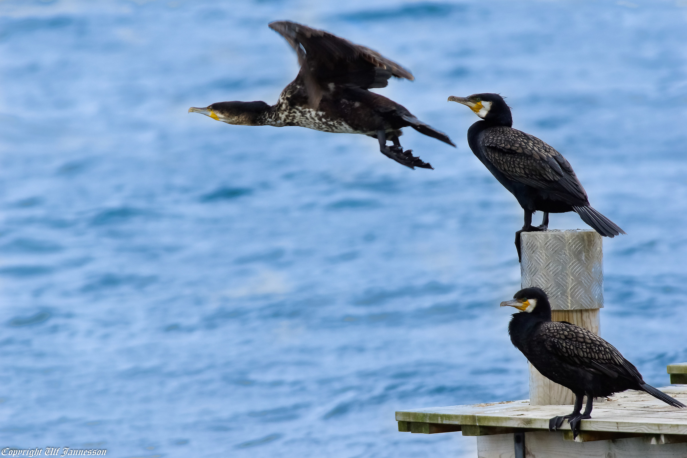 Cormorano