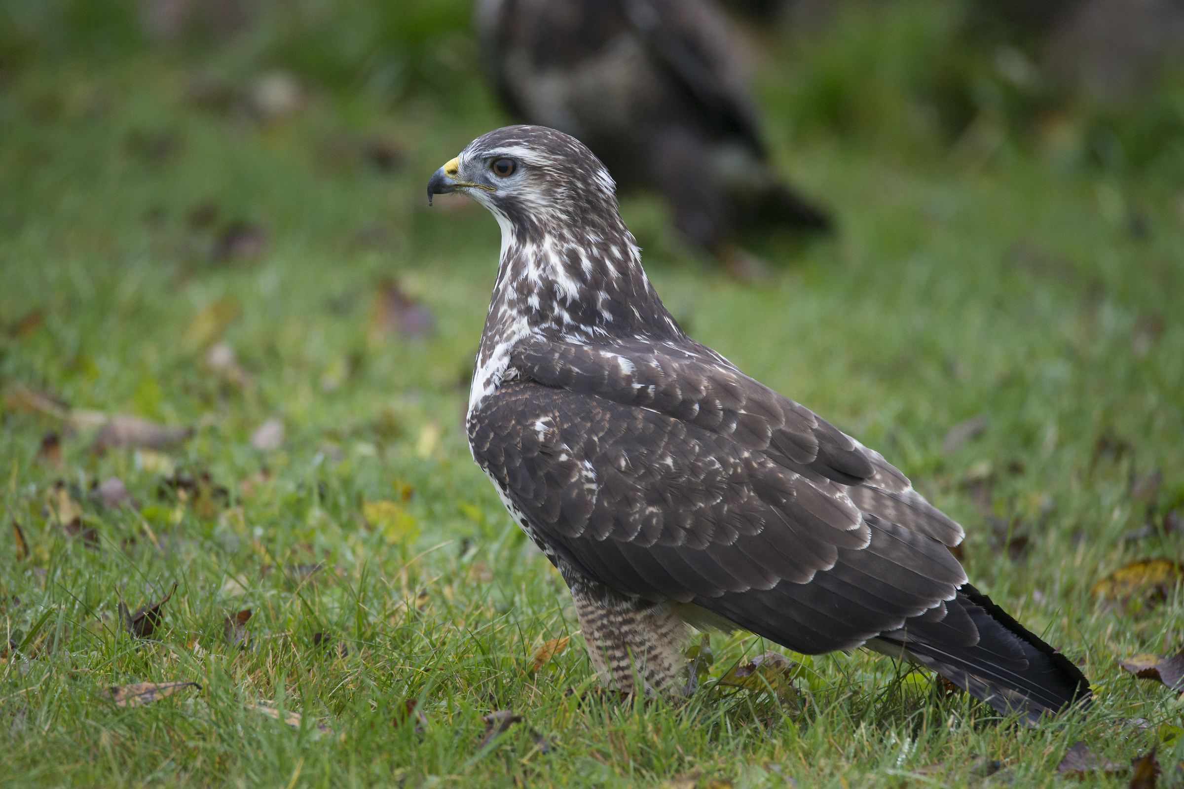 Buzzard