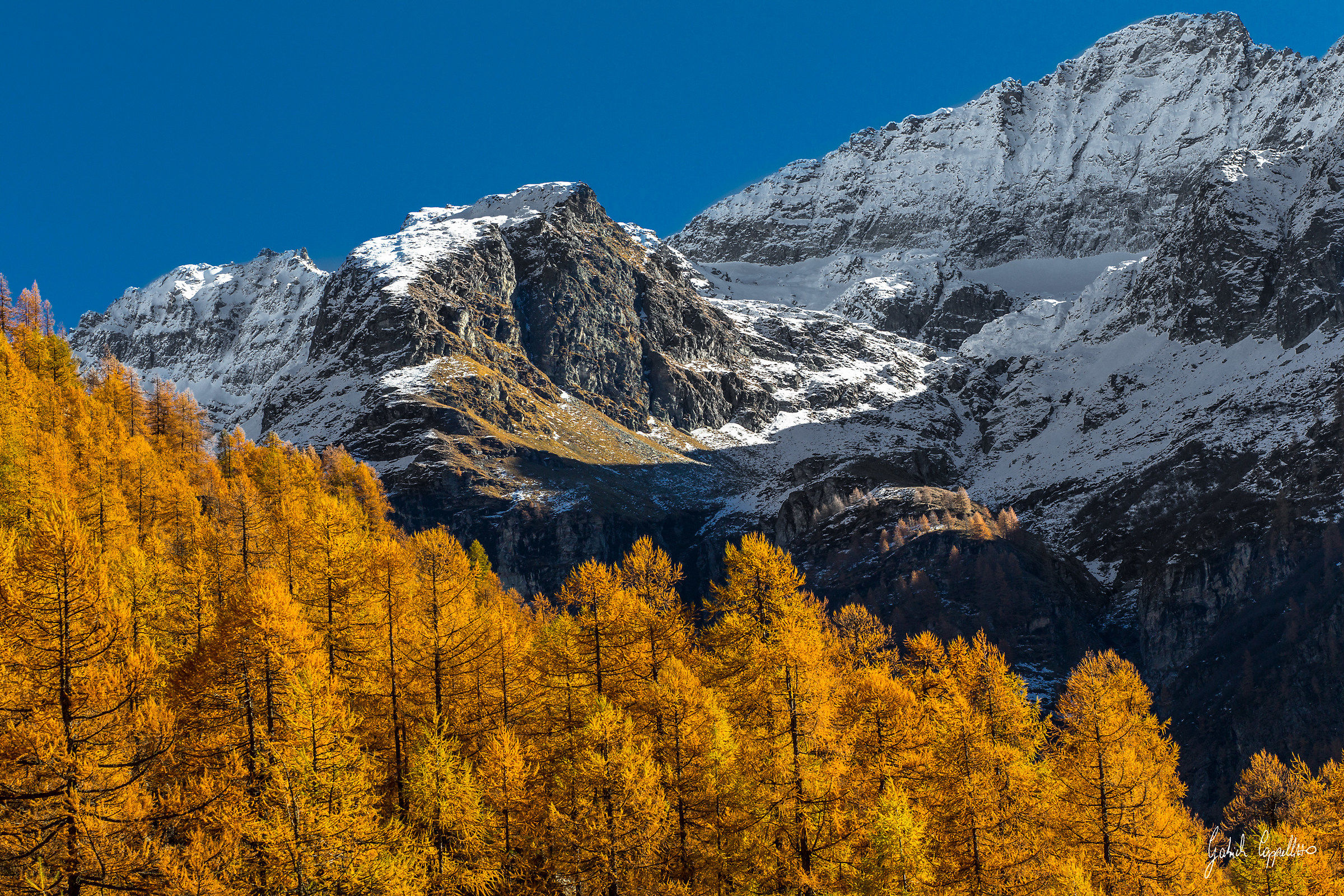 il giallo dei larici