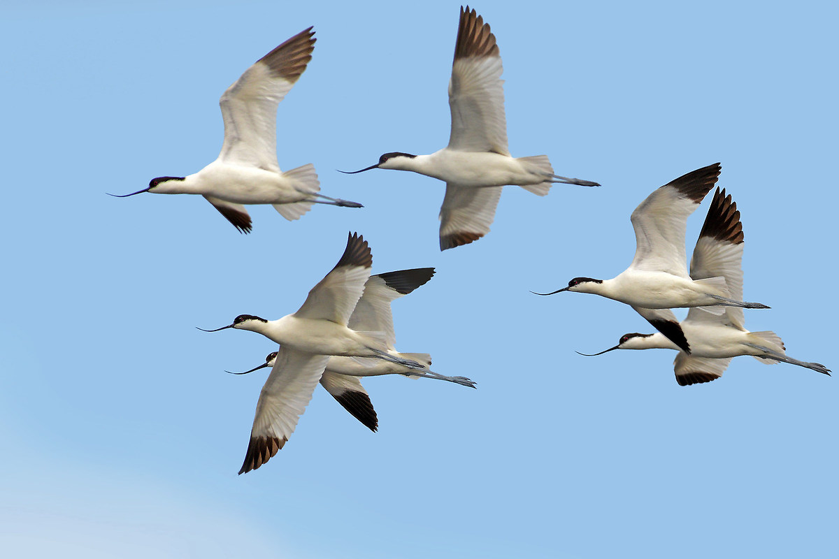 avocette