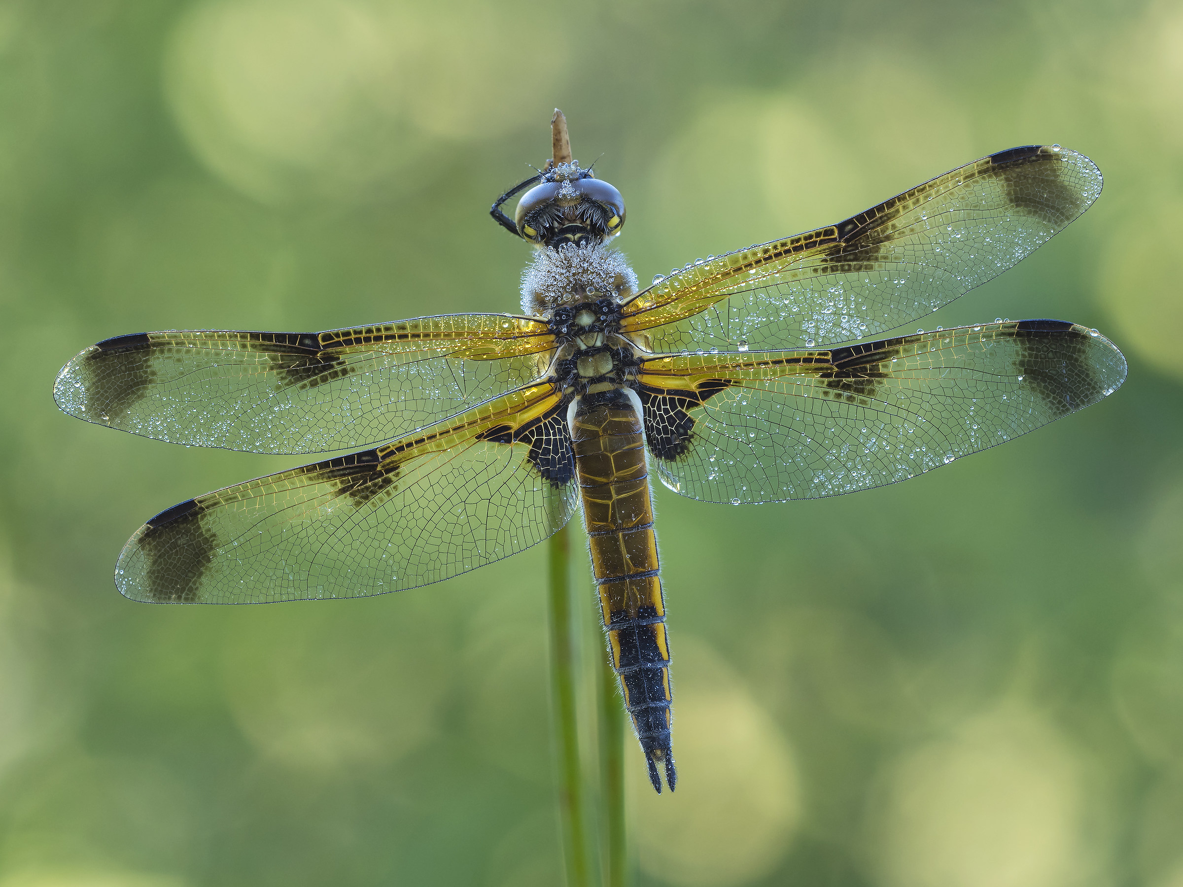 Libellula quadrimaculata