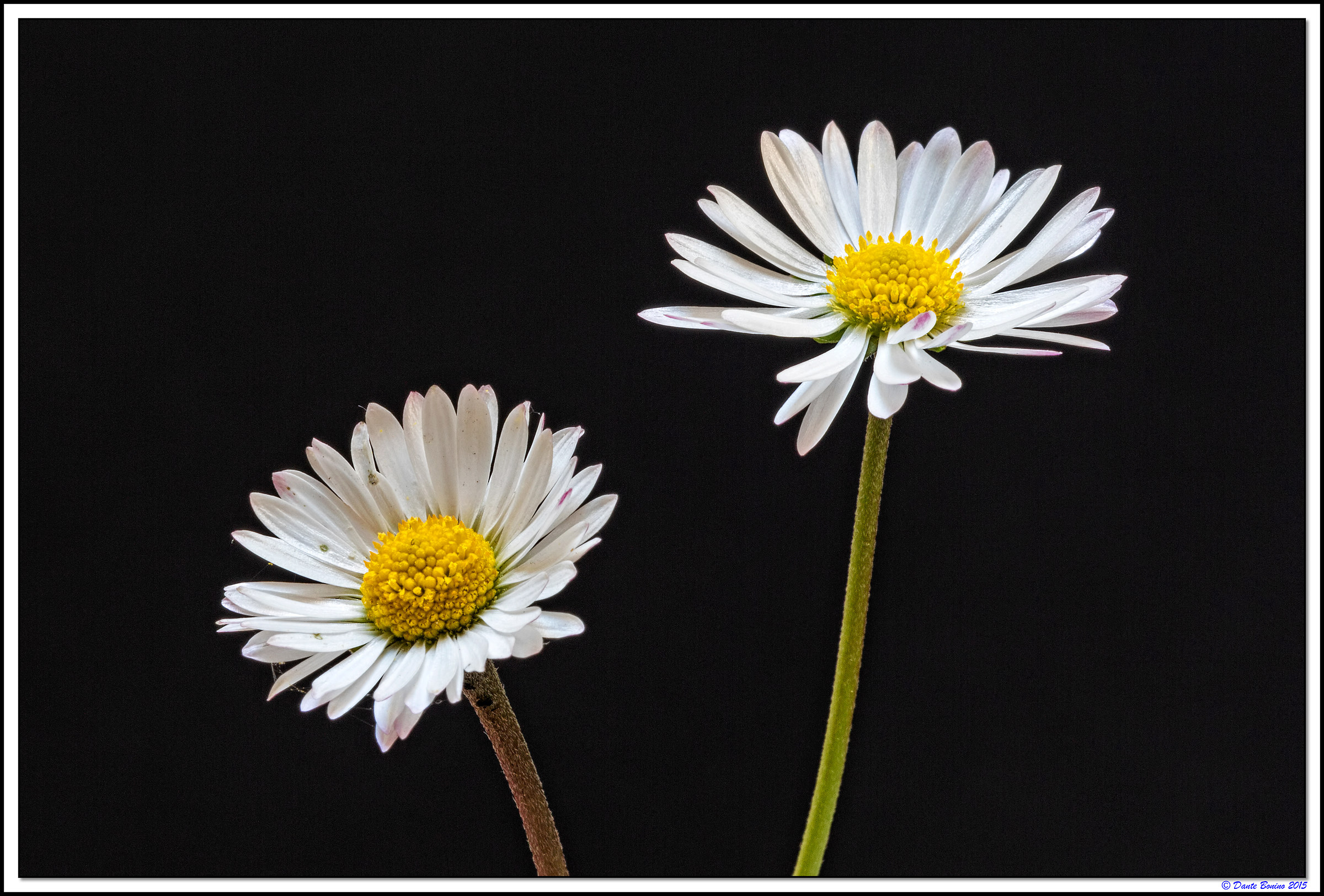 Margherite autunnali