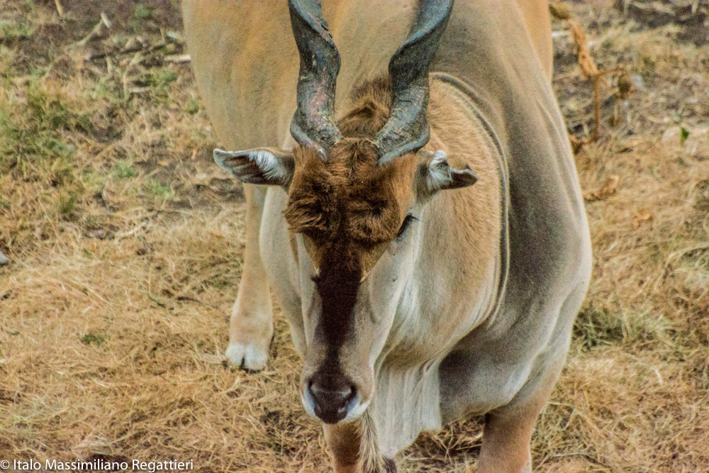 Tanzania 70-300 Nikor use in extreme conditions