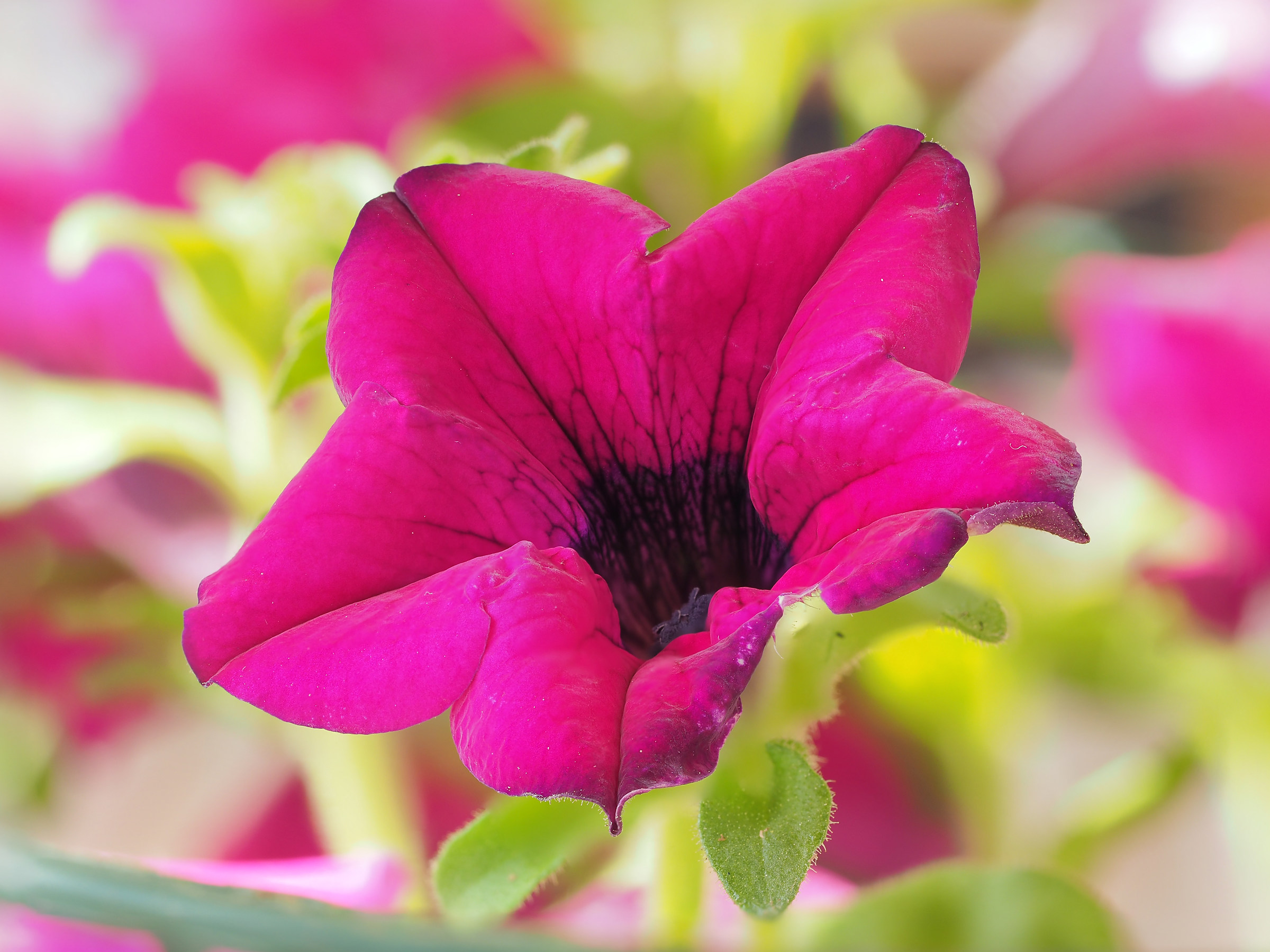 My first focus stacking