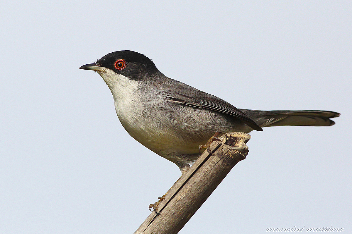Occhiocotto M(Sylvia melanocephala)