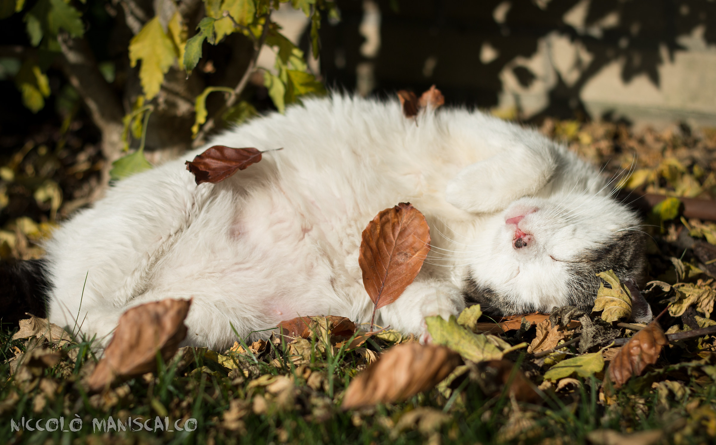 Blessed Among Leaves