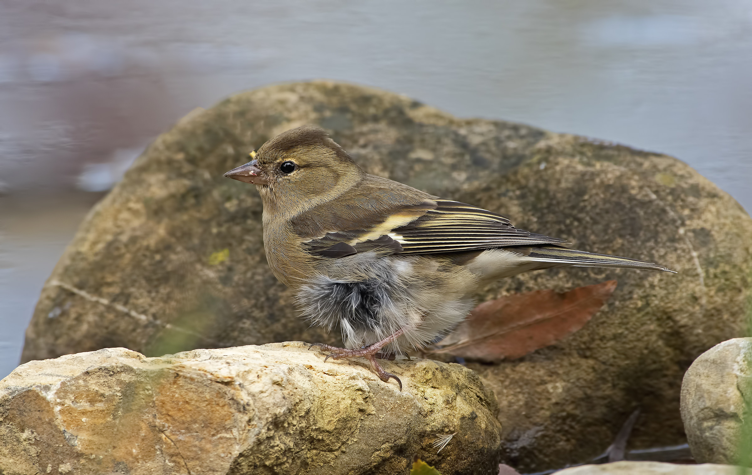 Fringuello con un problemino alla zampetta!
