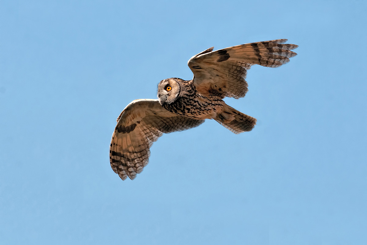 Gufo comune giornaliero