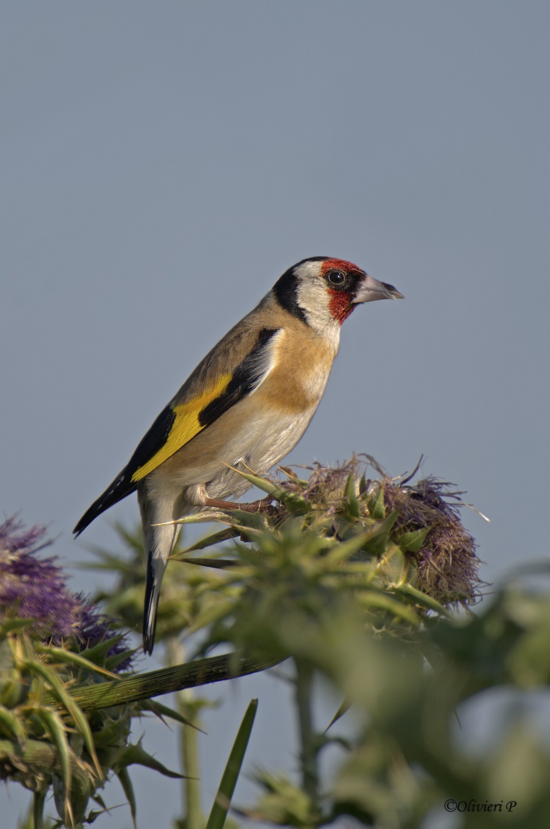 goldfinch