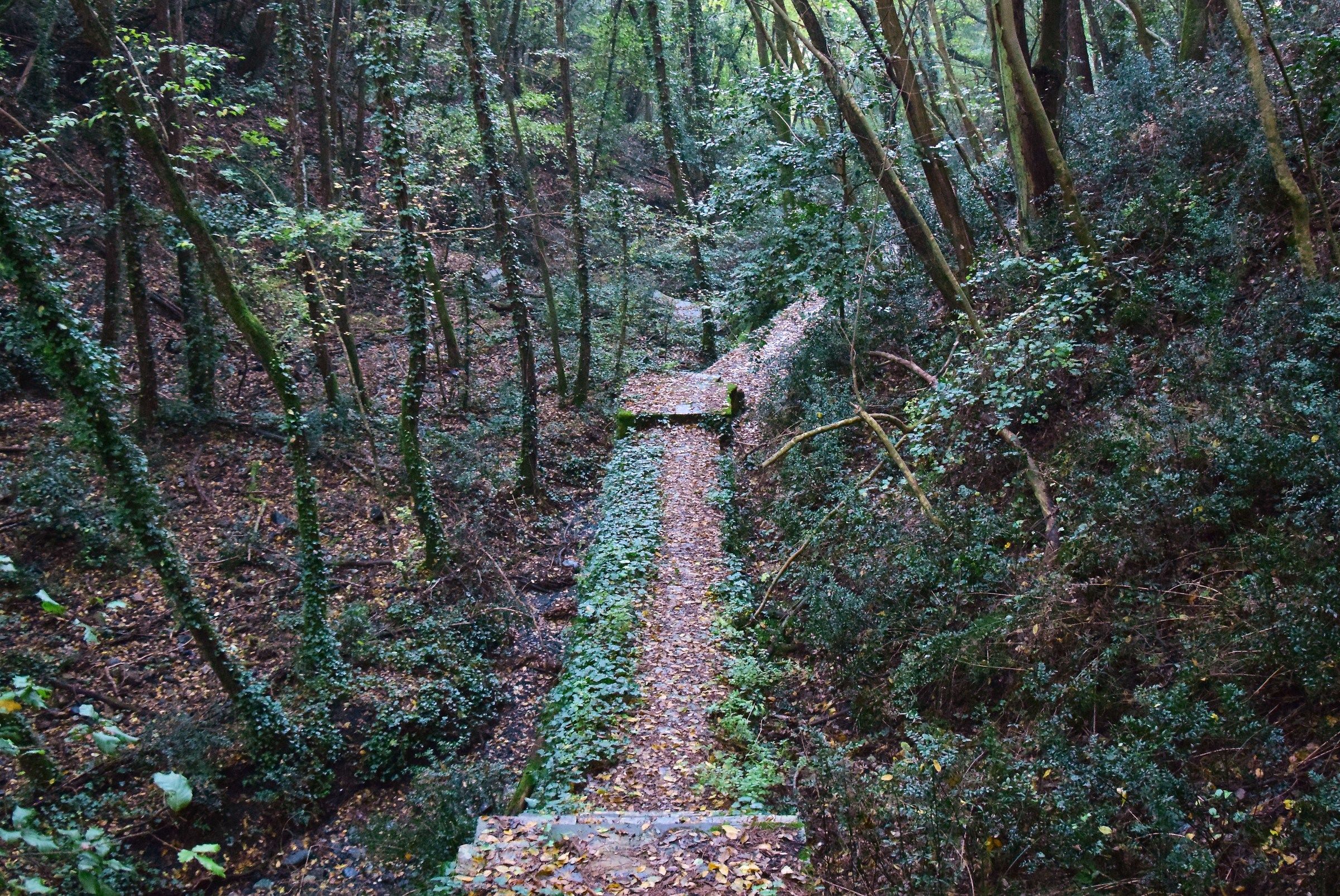Walking through the leaves