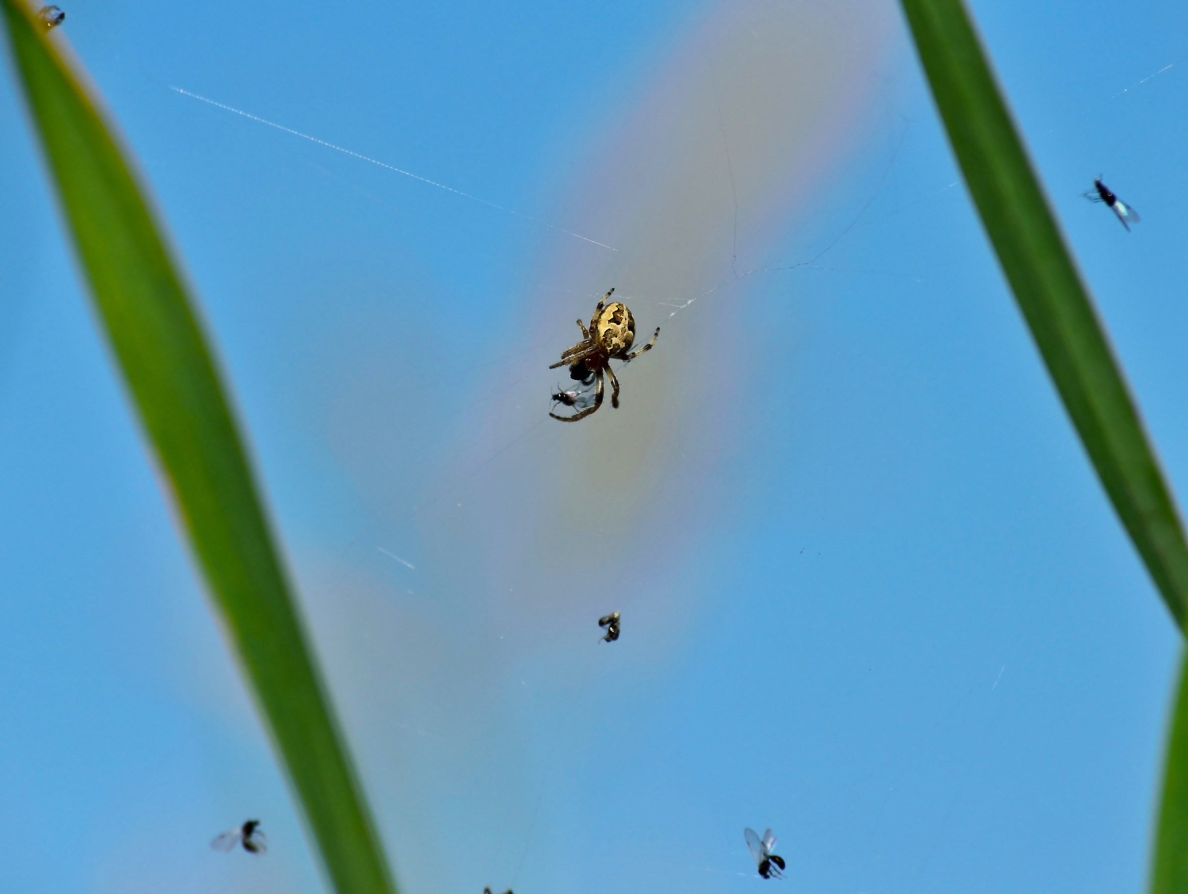 The meal of the spider 600 mm