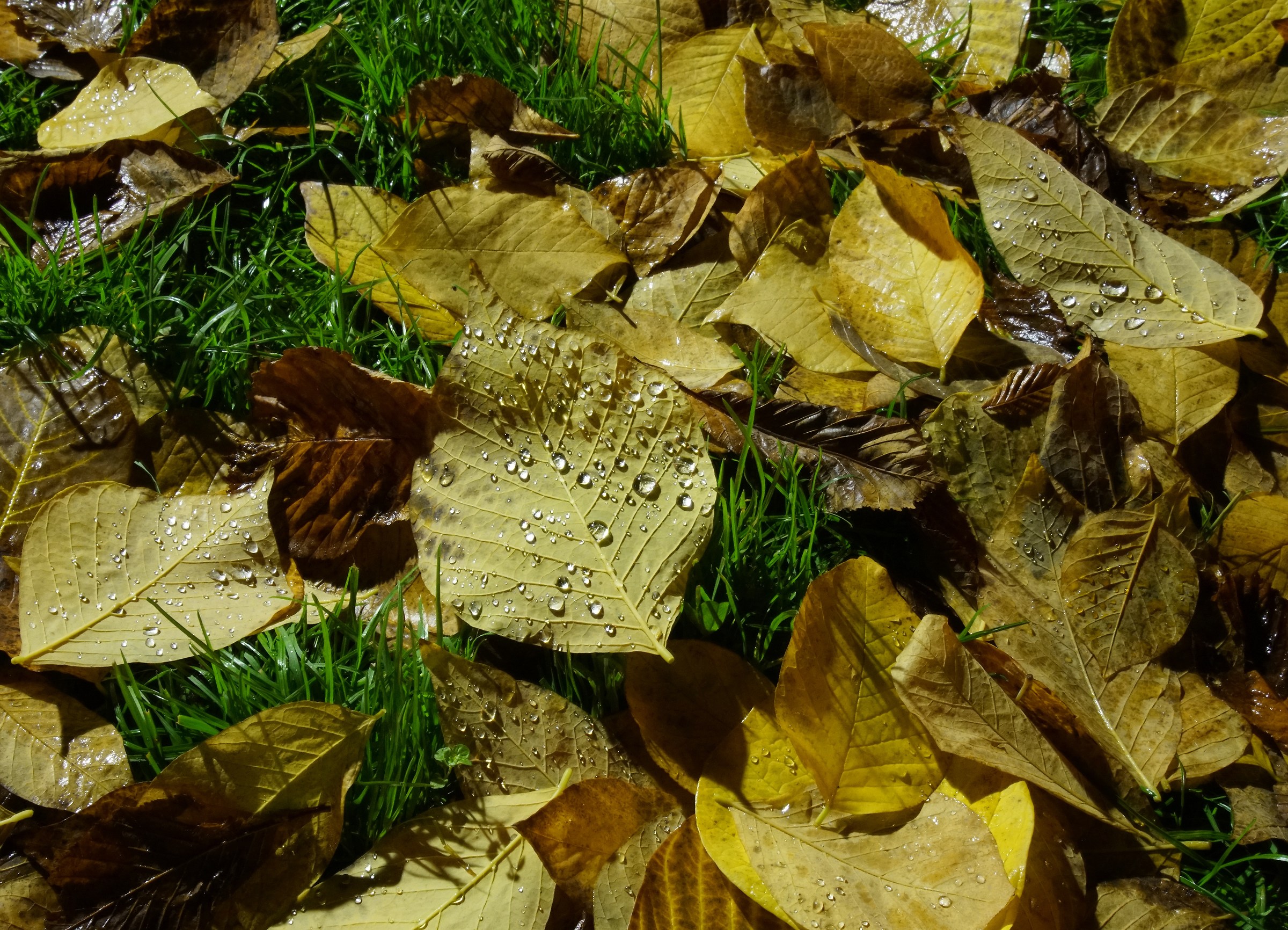 Foglie catturano l'umiditá